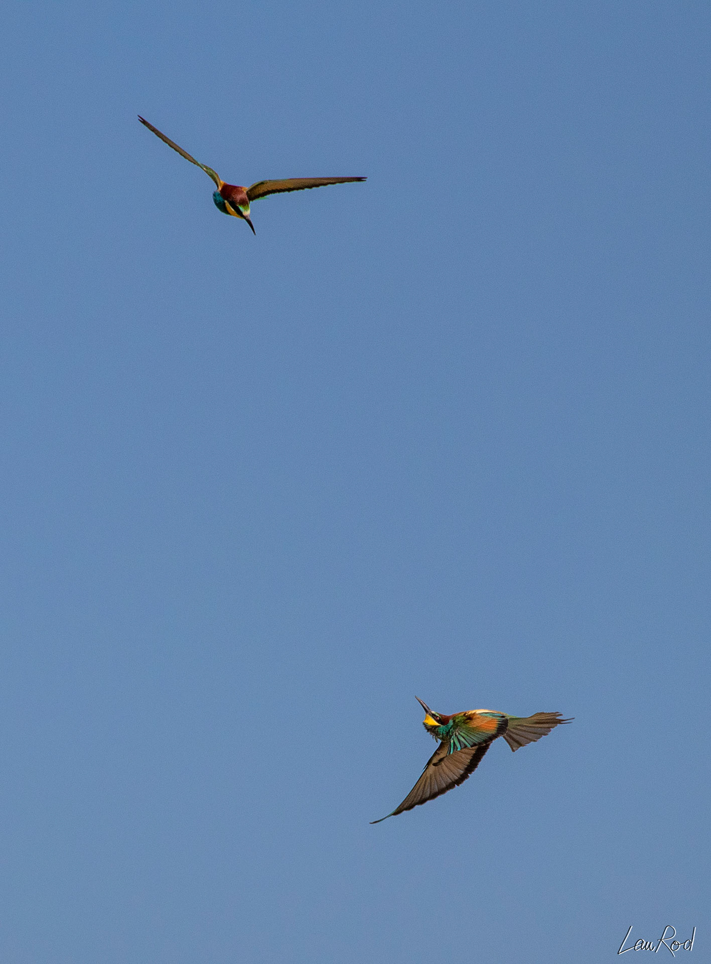 Guêpiers d'Europe - OE 056