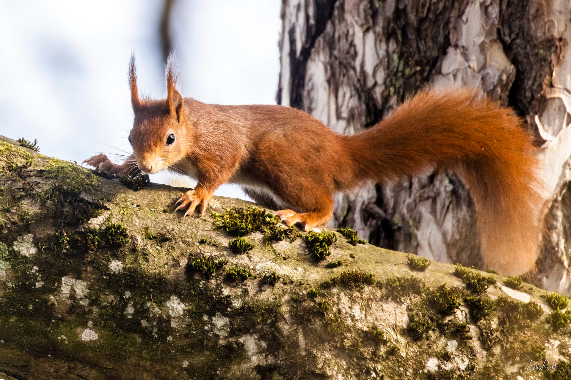 Écureuil roux - M130
