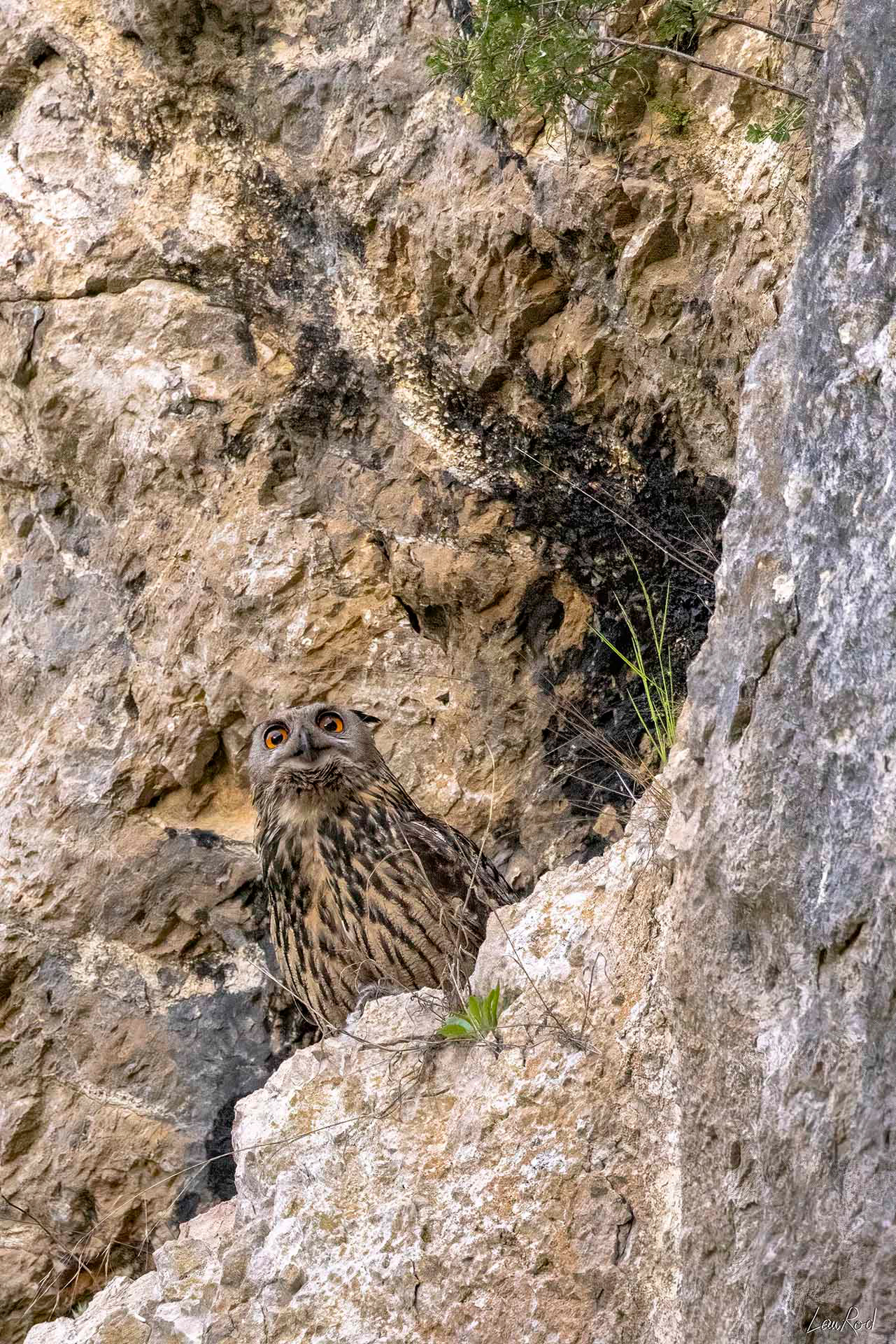 Grand duc femelle - OBJ083