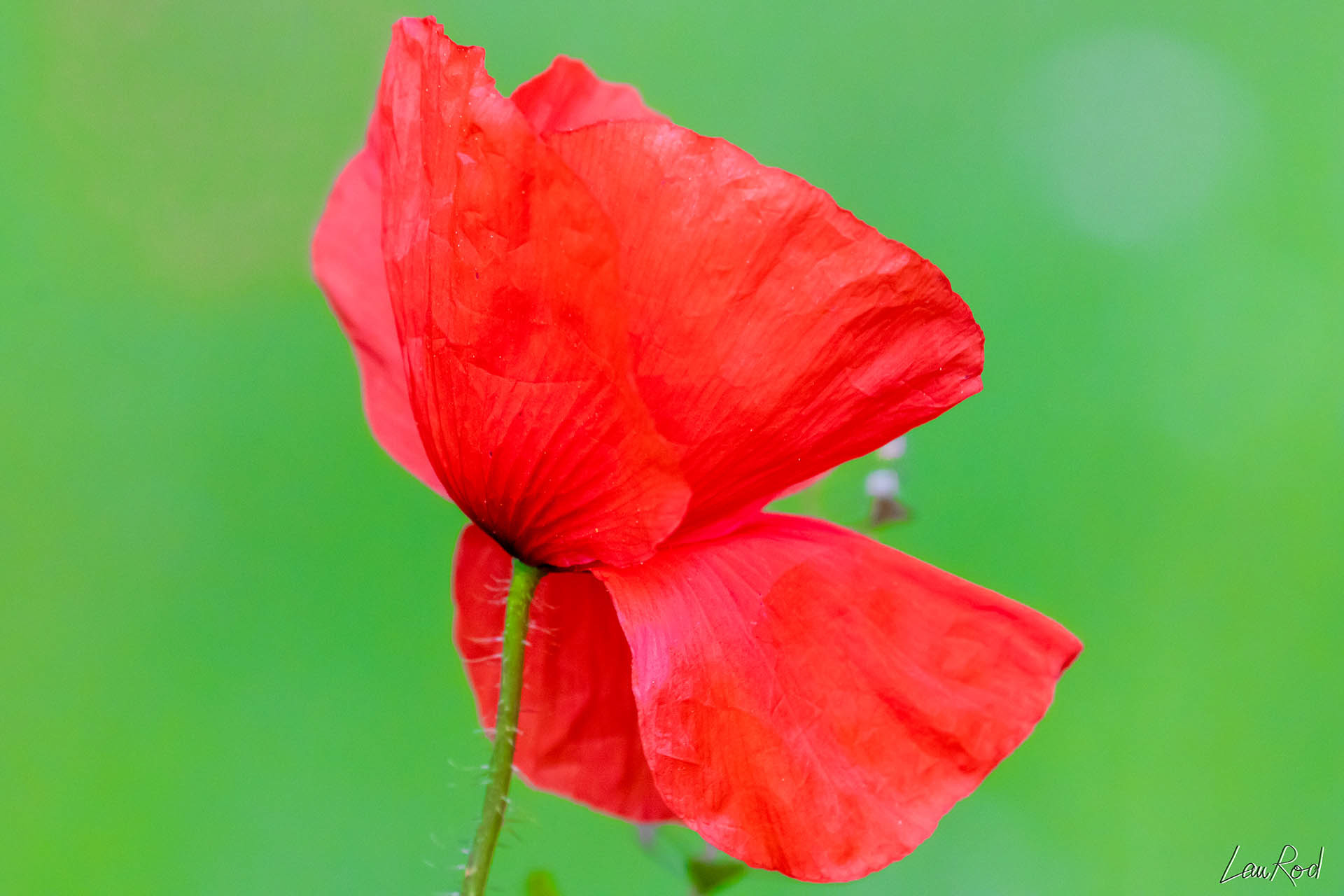 Coquelicot - F015