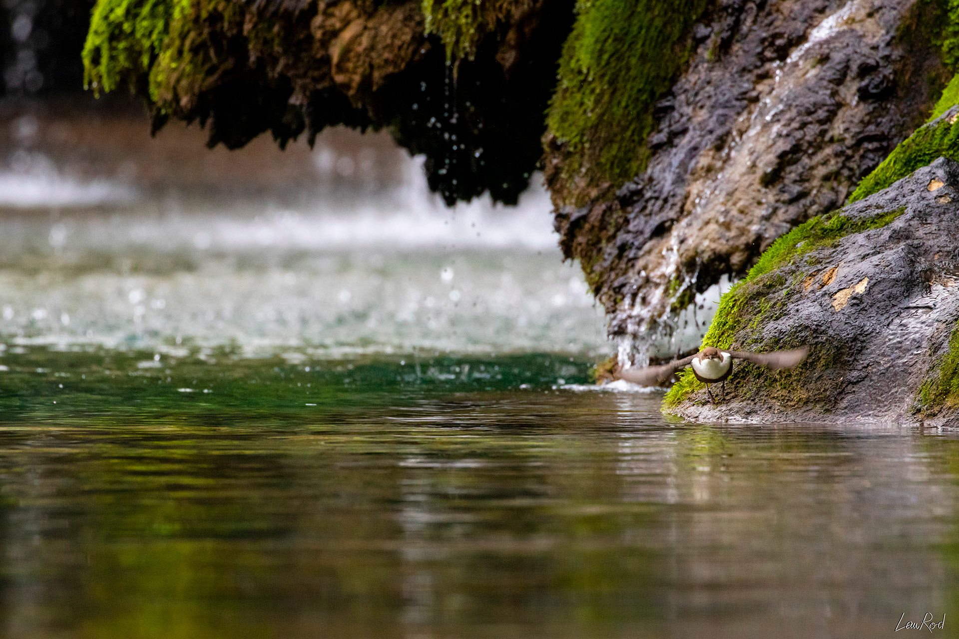 Cincle Plongeur - OE 052