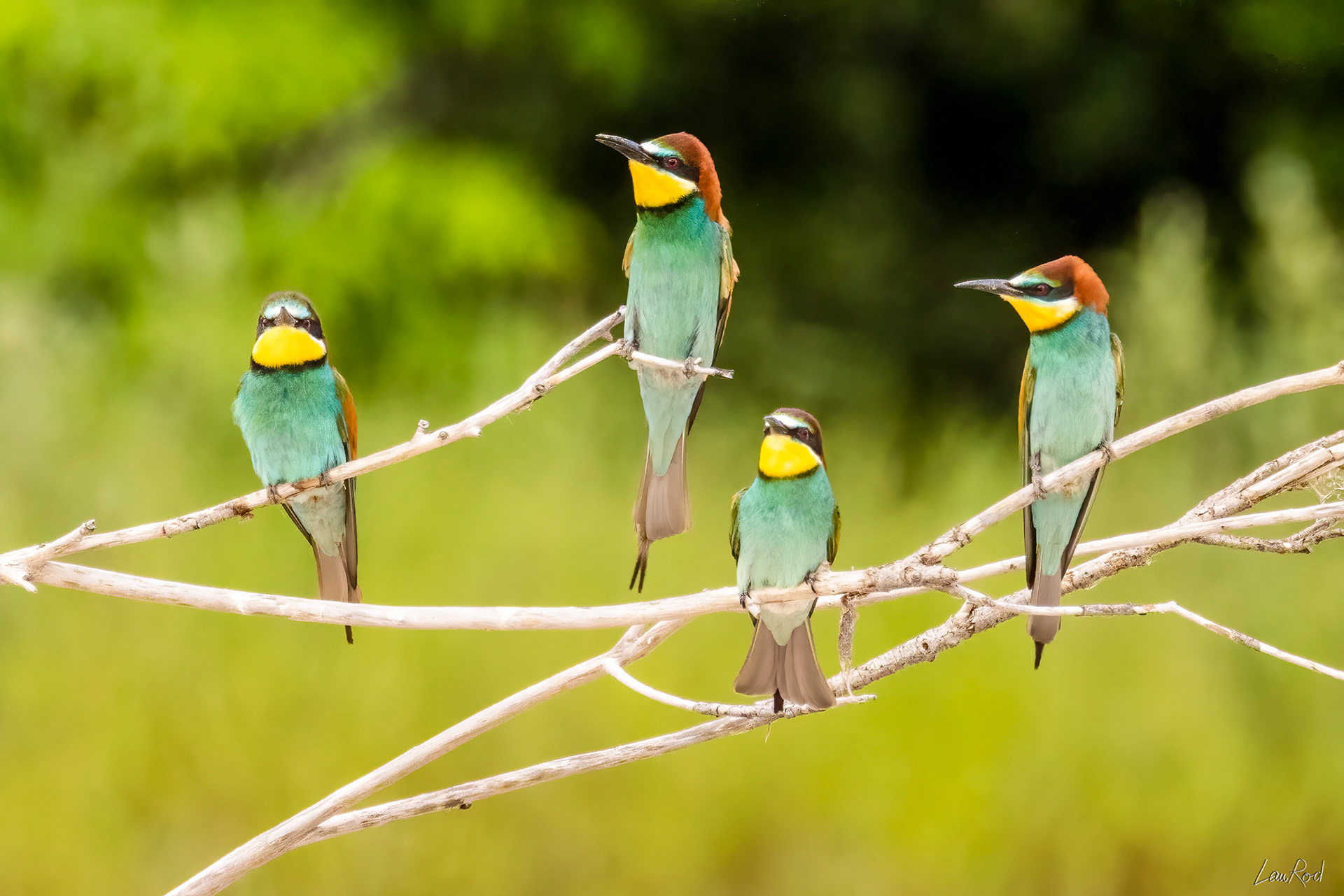 Guêpier d'Europe - OE 069