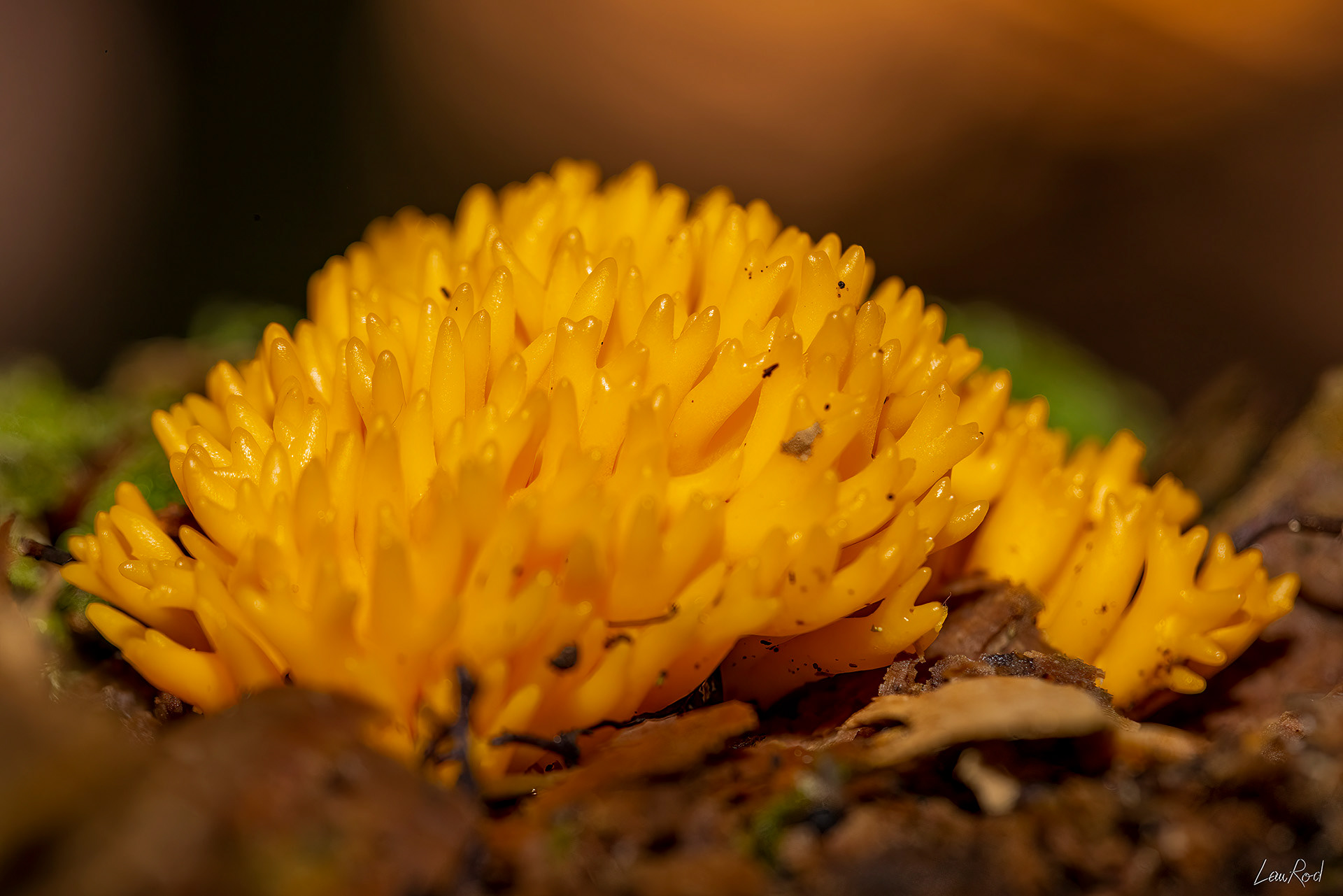 Calocère visqueuse - F095