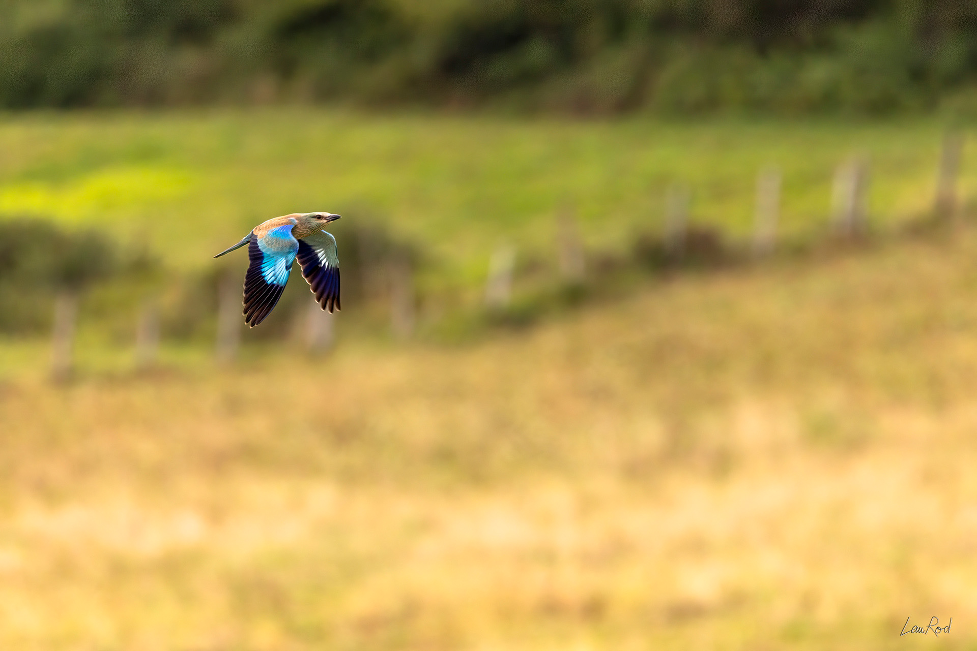 Rollier d'Europe - OBJ117