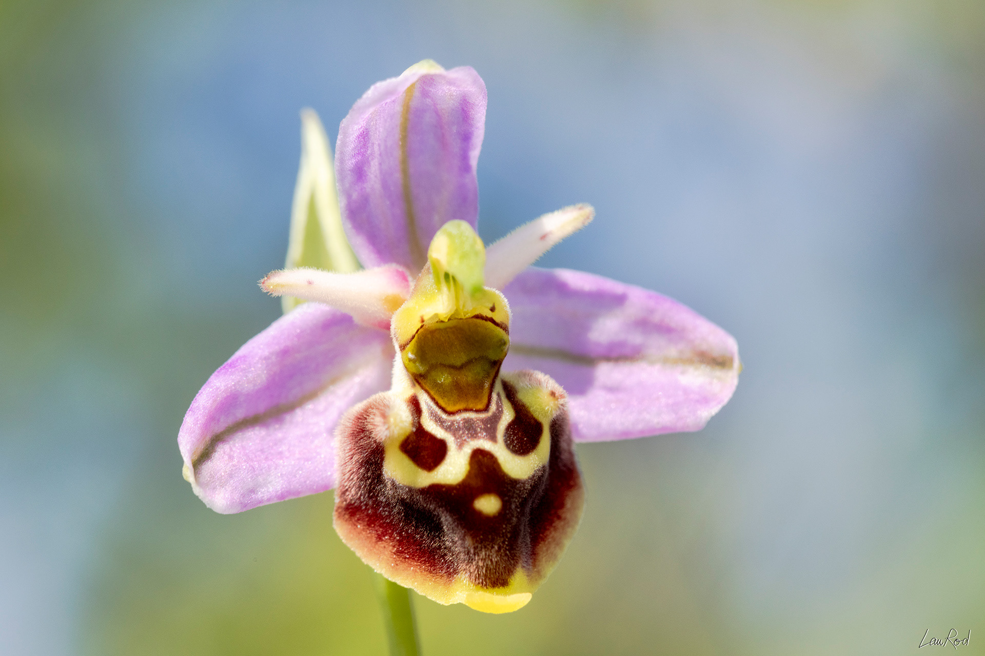 Ophrys bourdon - F093