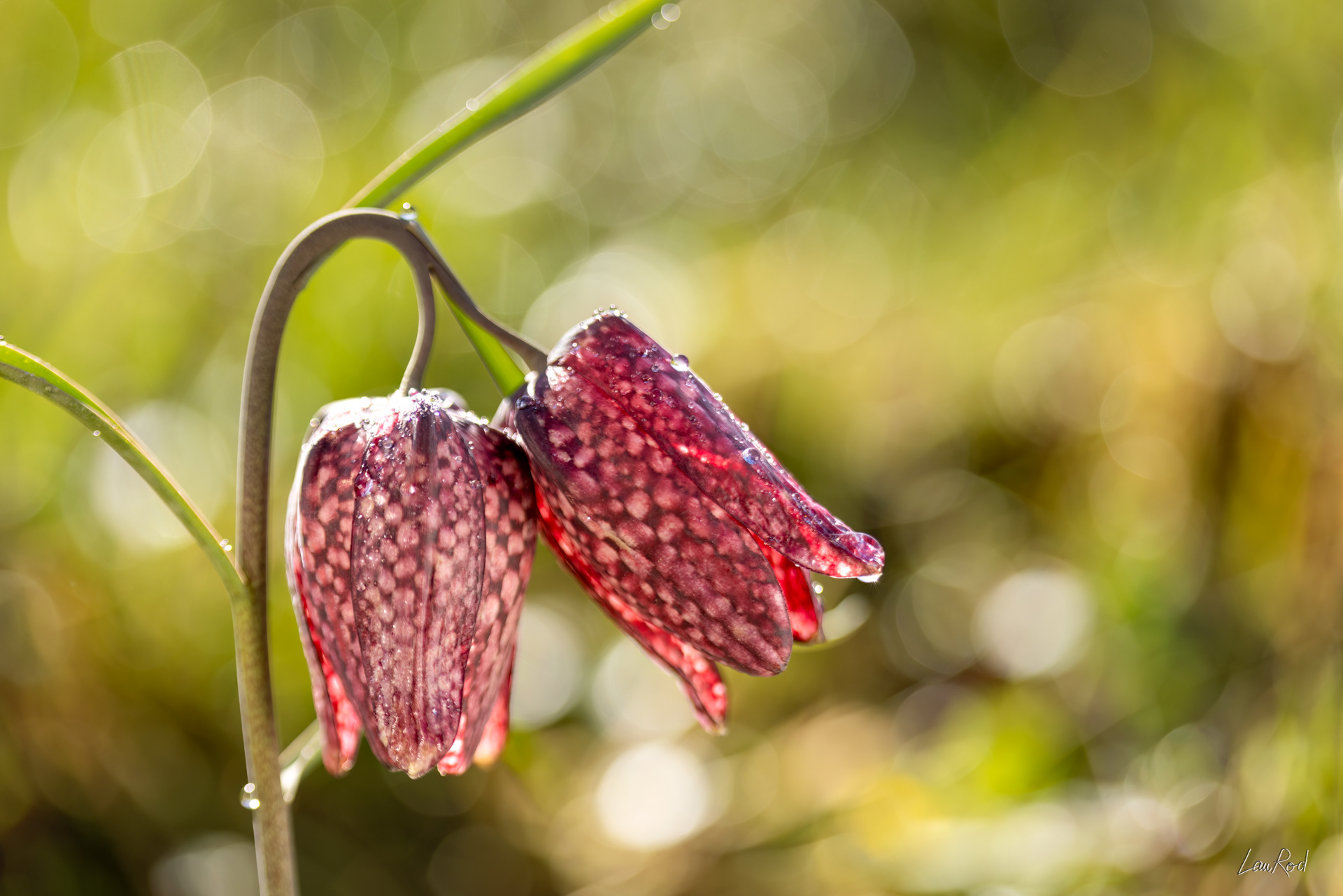 Fritillaire pintade - F131