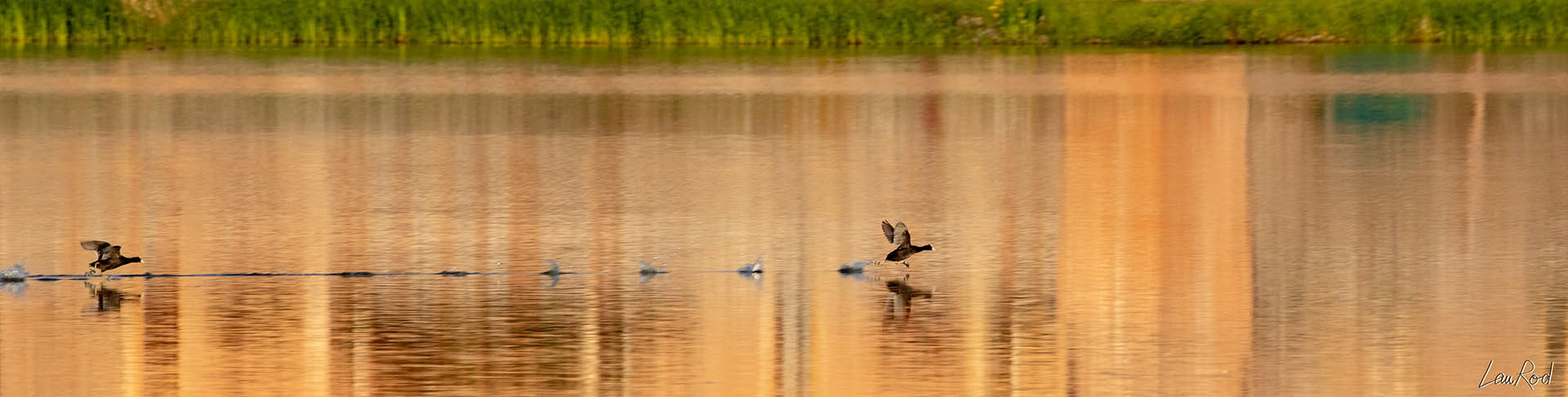 Foulques macroules - OE 006