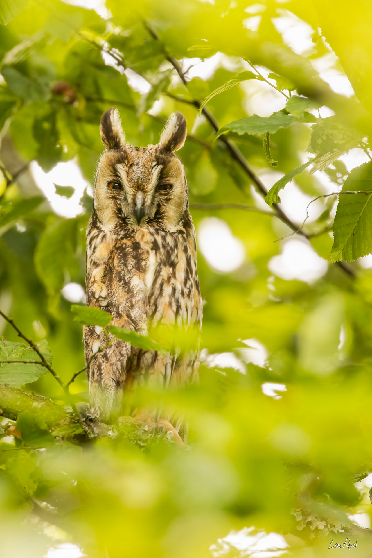 Hibou moyen-duc - OBJ168