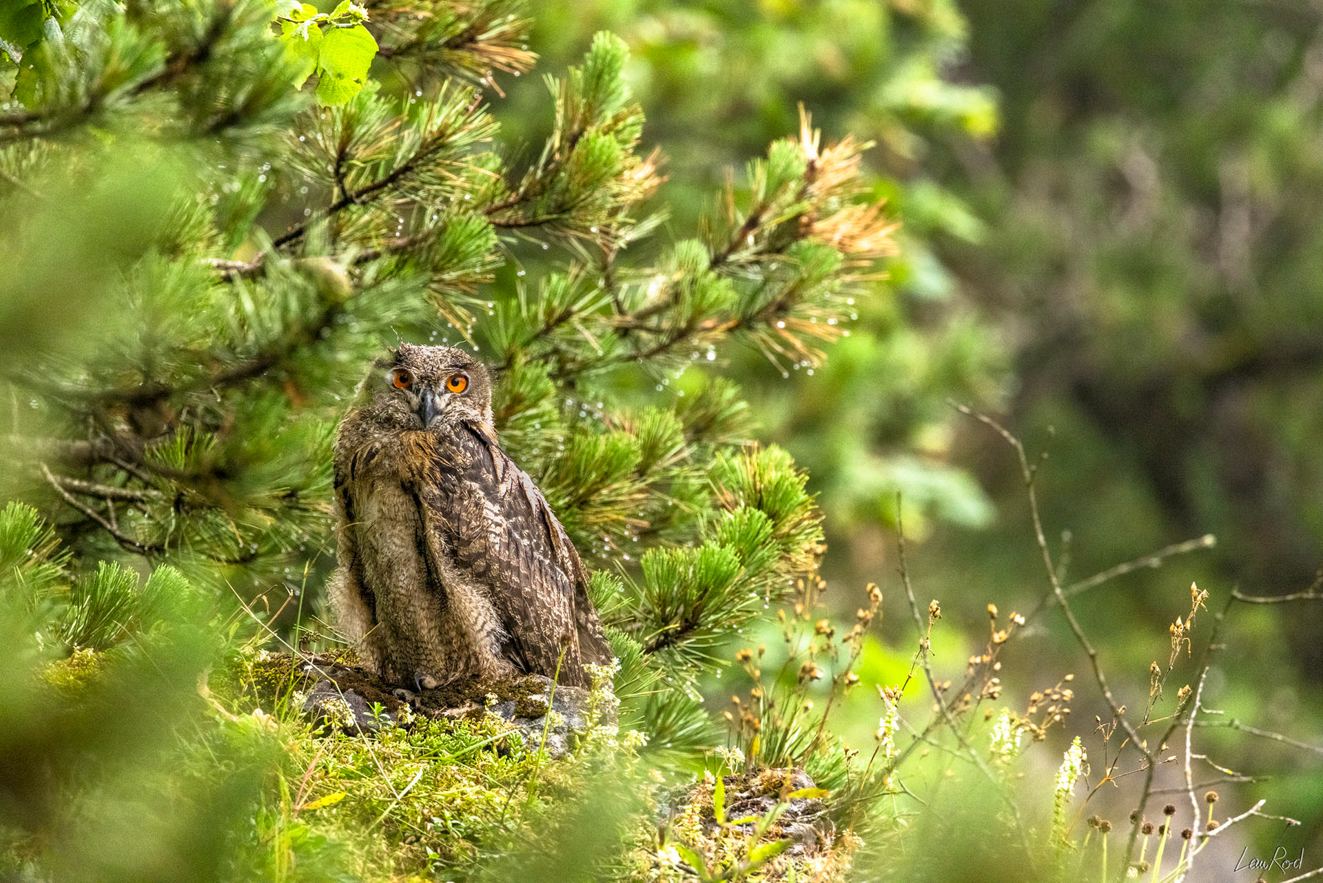 Grand duc jeune - OBJ093