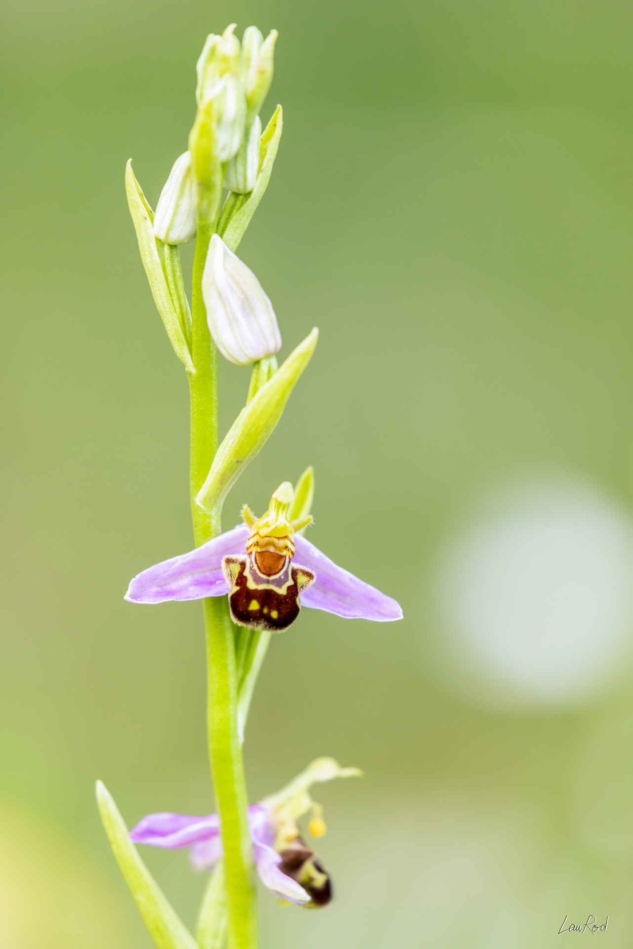 Ophrys abeille - F146