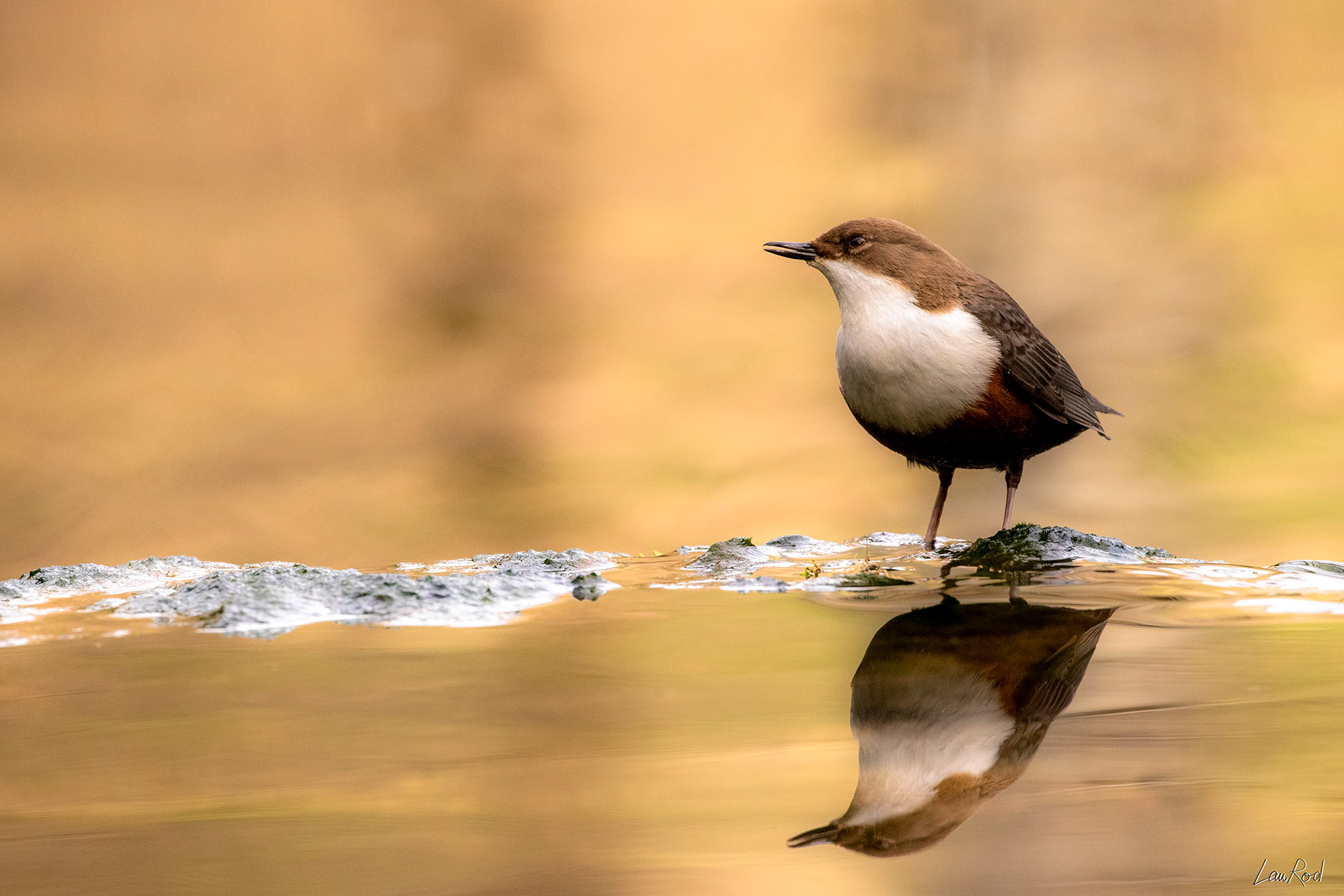 Cincle Plongeur - OE 053