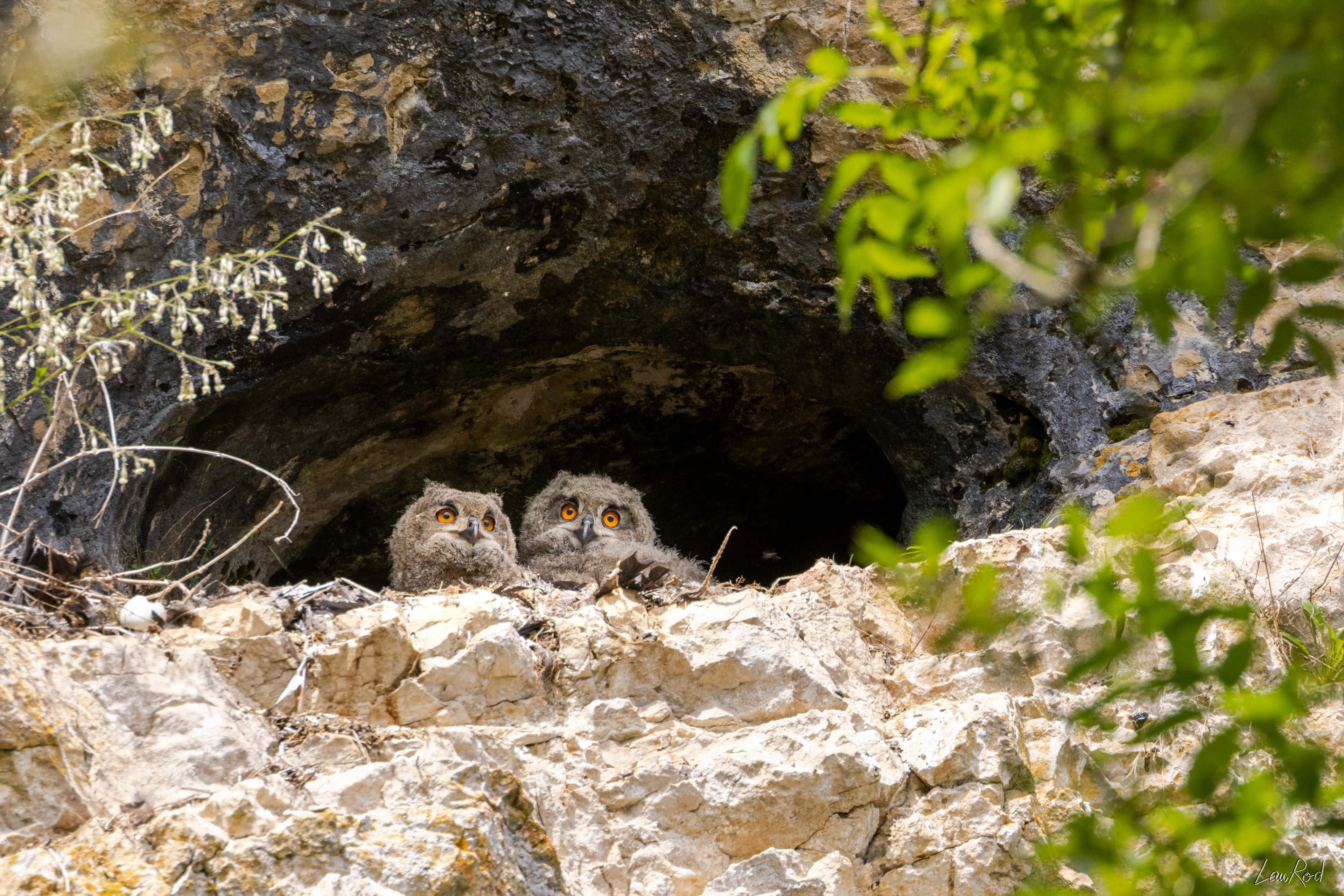 Grand duc oisillons - OBJ085