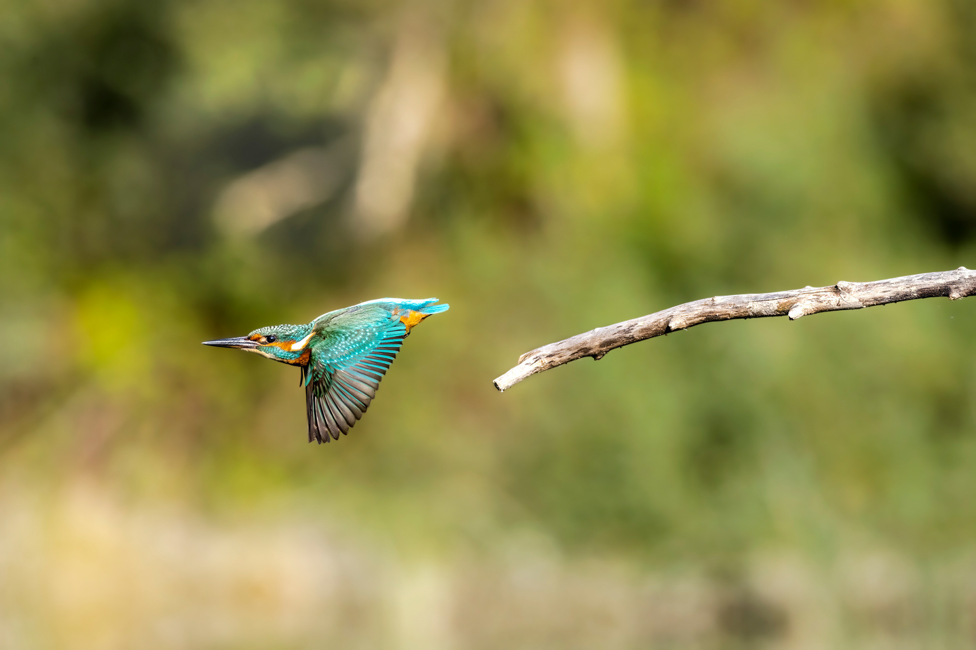 Martin pêcheur - OE 082