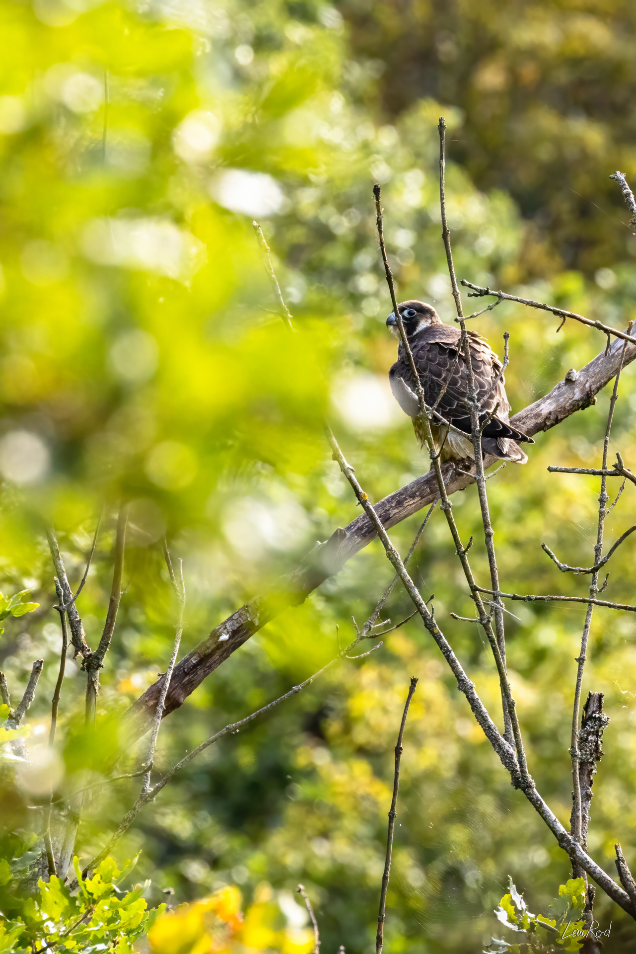 Faucon pèlerin - OBJ149