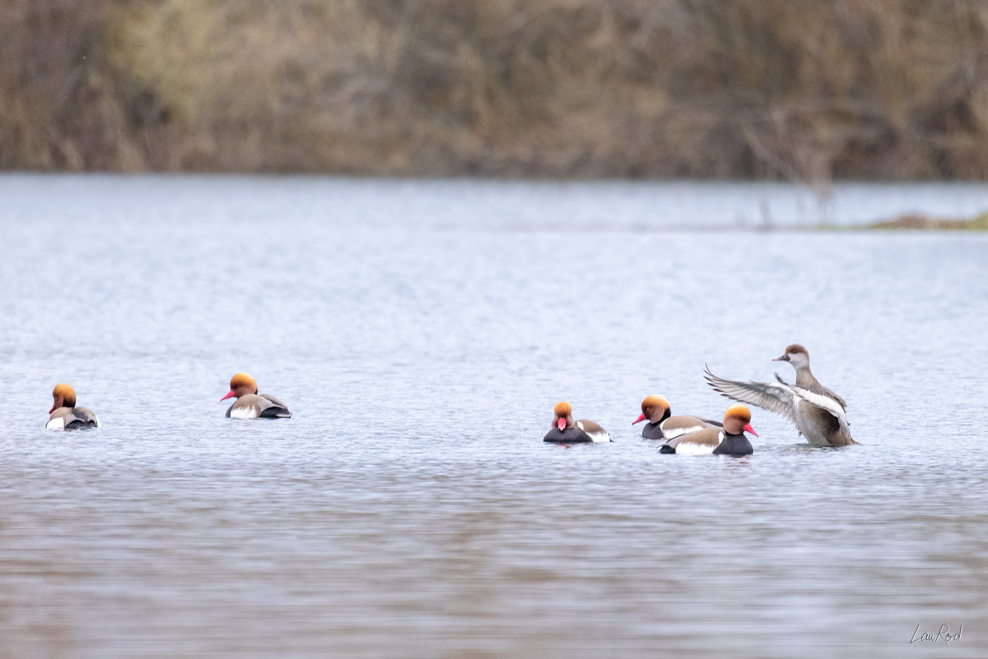 Canards nette rousse - OE123