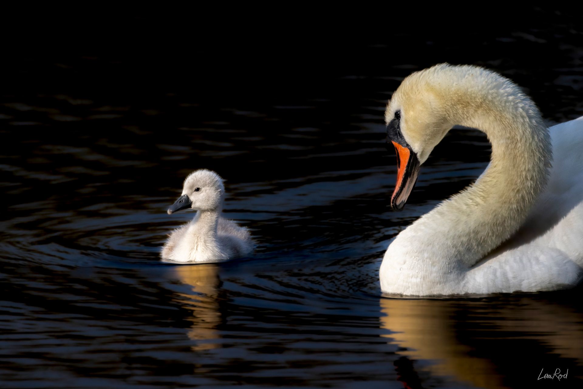 Cygne tuberculé - OE115