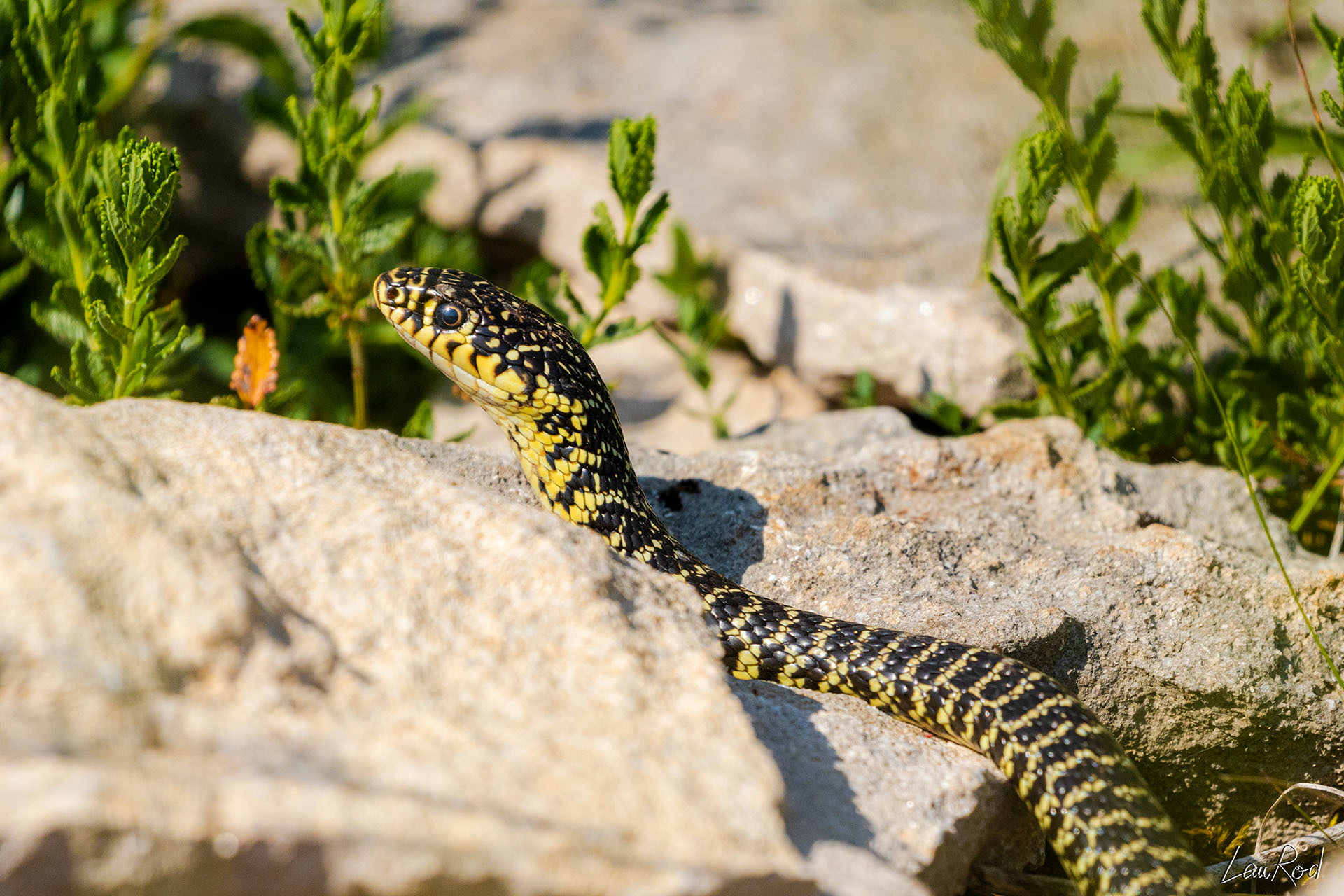 Couleuvre verte et jaune - DHJ028