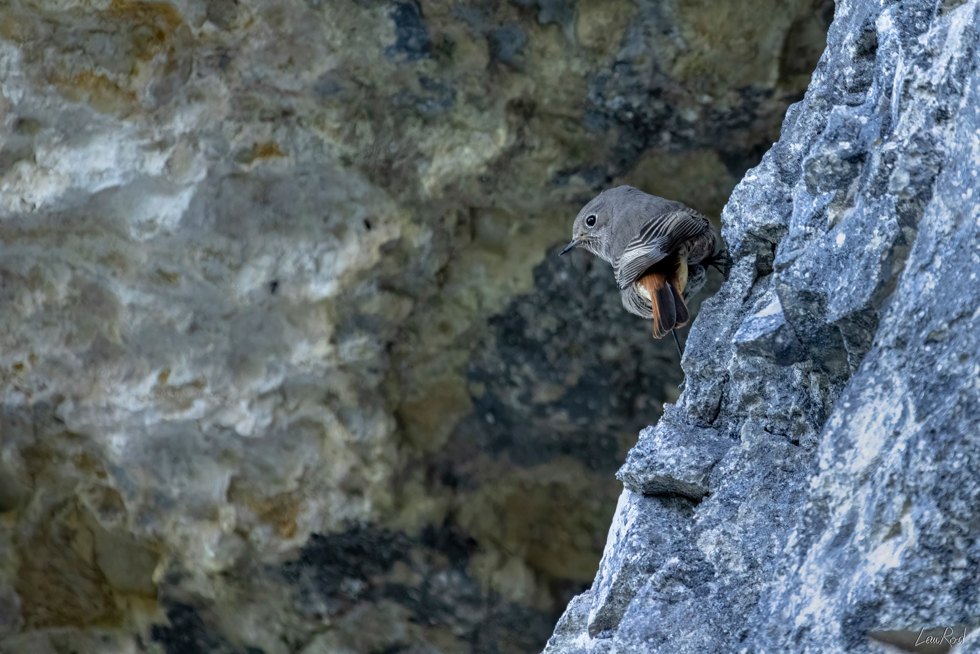 Rouge queue - OBJ099