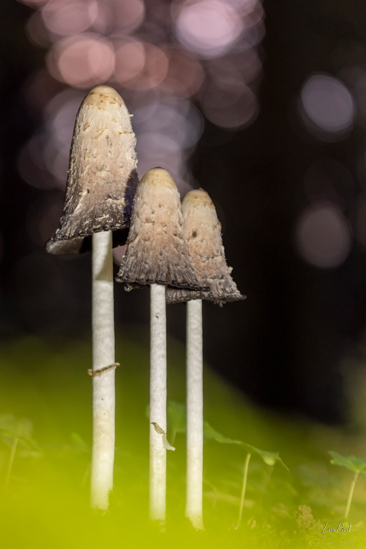 Coprin Chevelu - F152