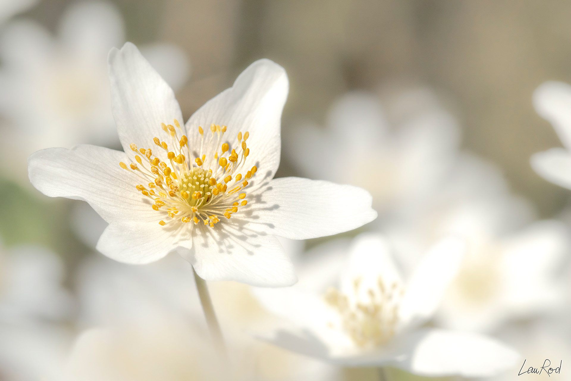 Anémone des bois - F026