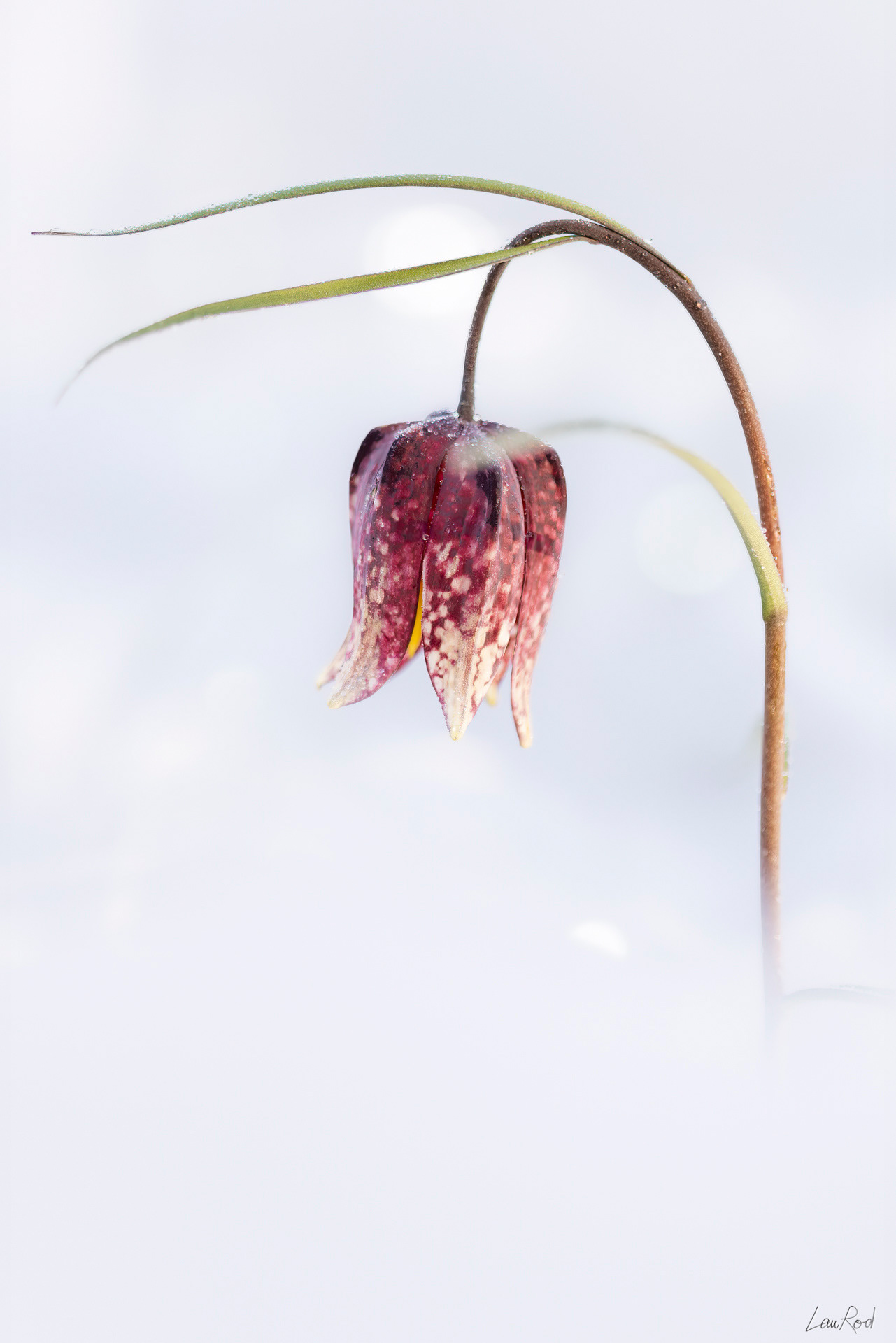 Fritillaire pintade - F104