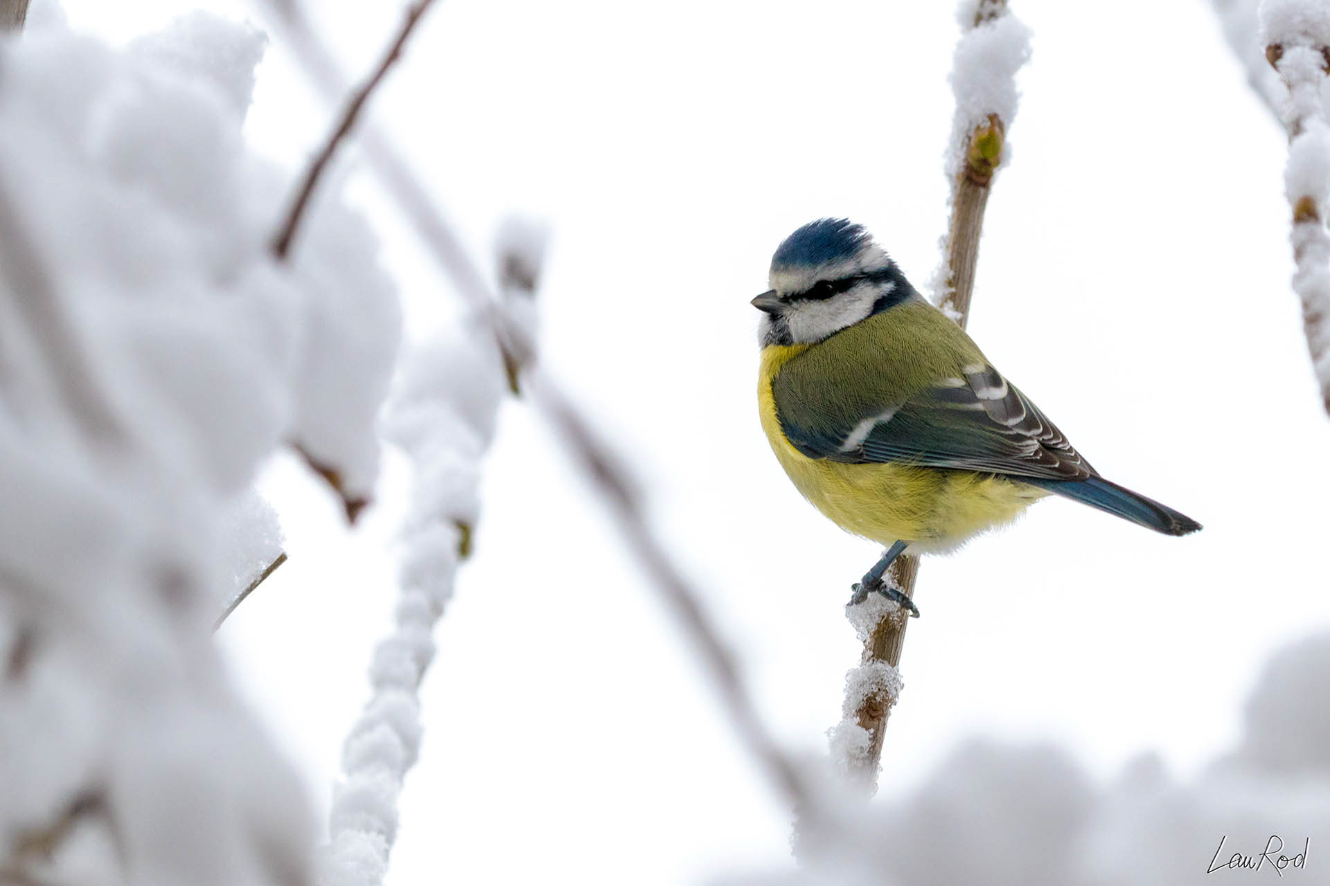 Mésange bleue  - OBJ016
