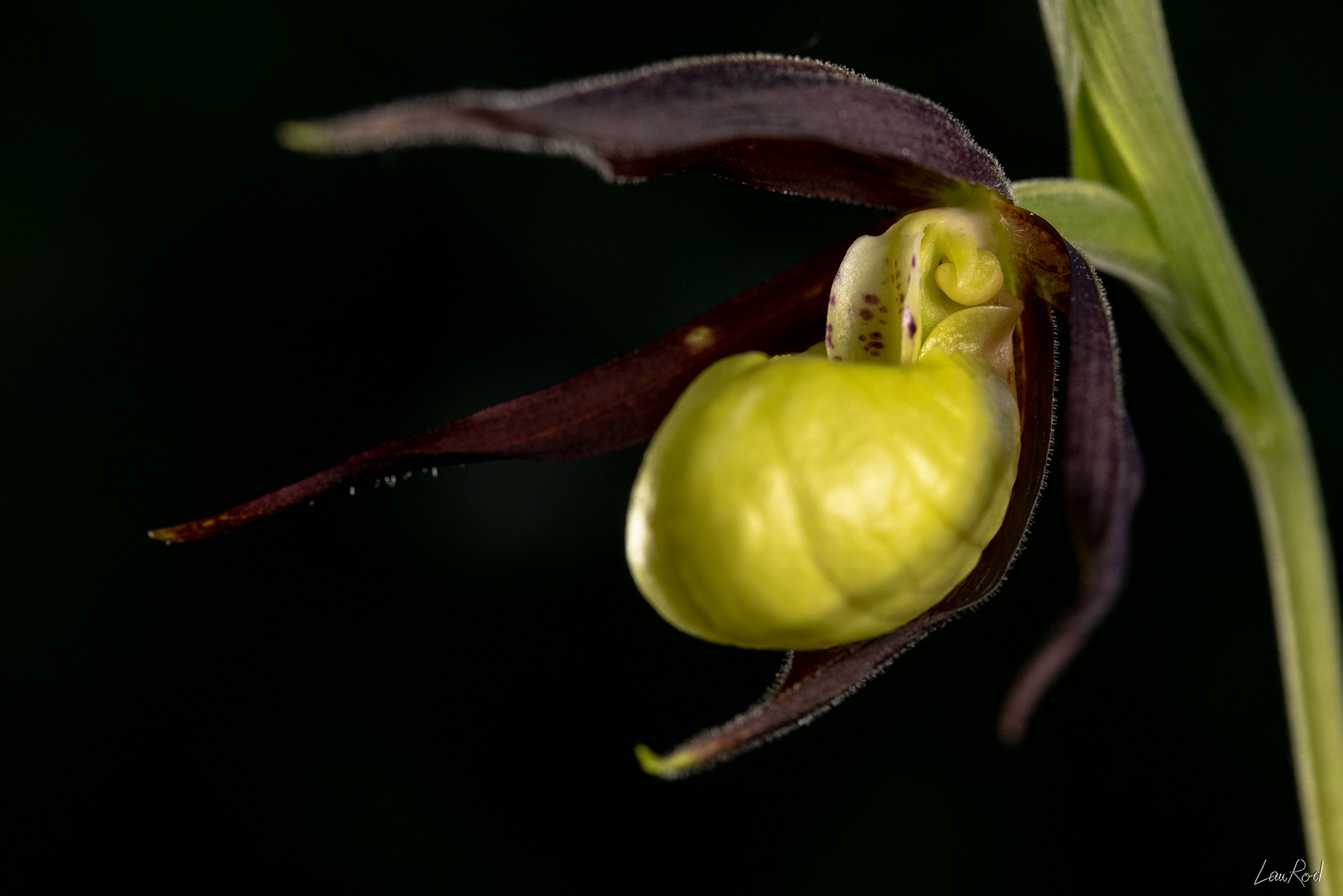 Sabot de Vénus - F085