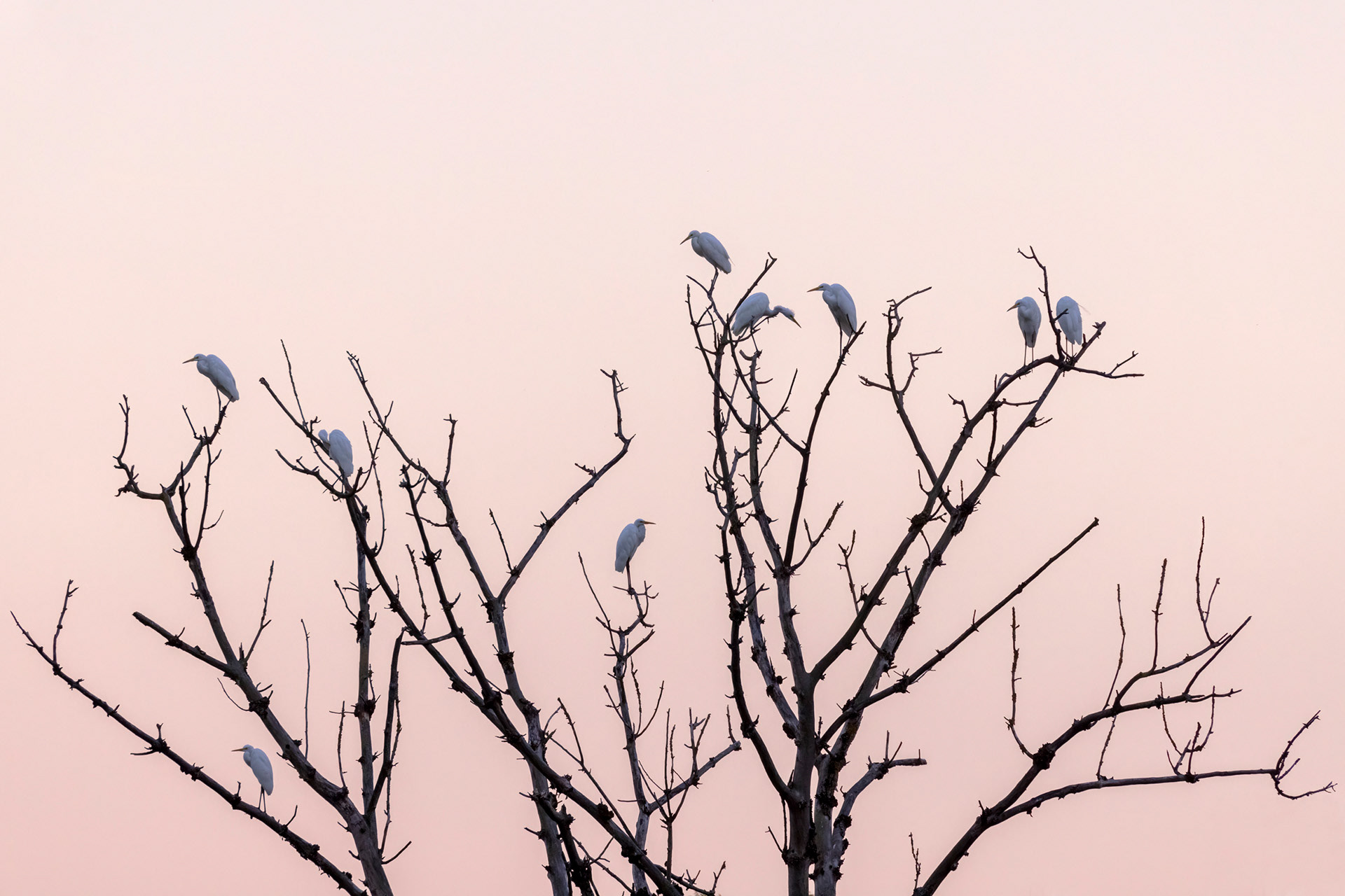 Arbre à grandes aigrettes - OE078