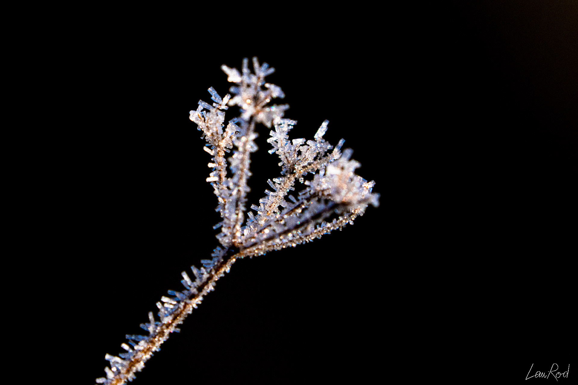 Cristaux sur ombellifère - F017