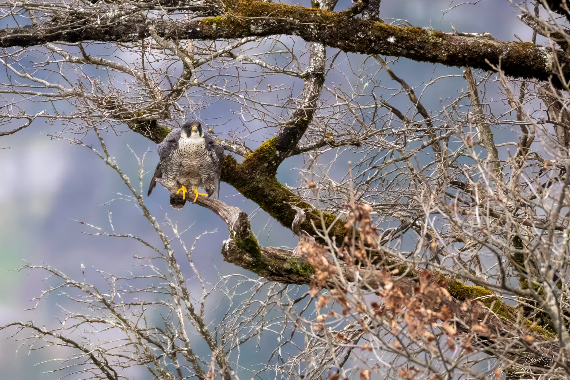 Faucon pèlerin - OBJ185