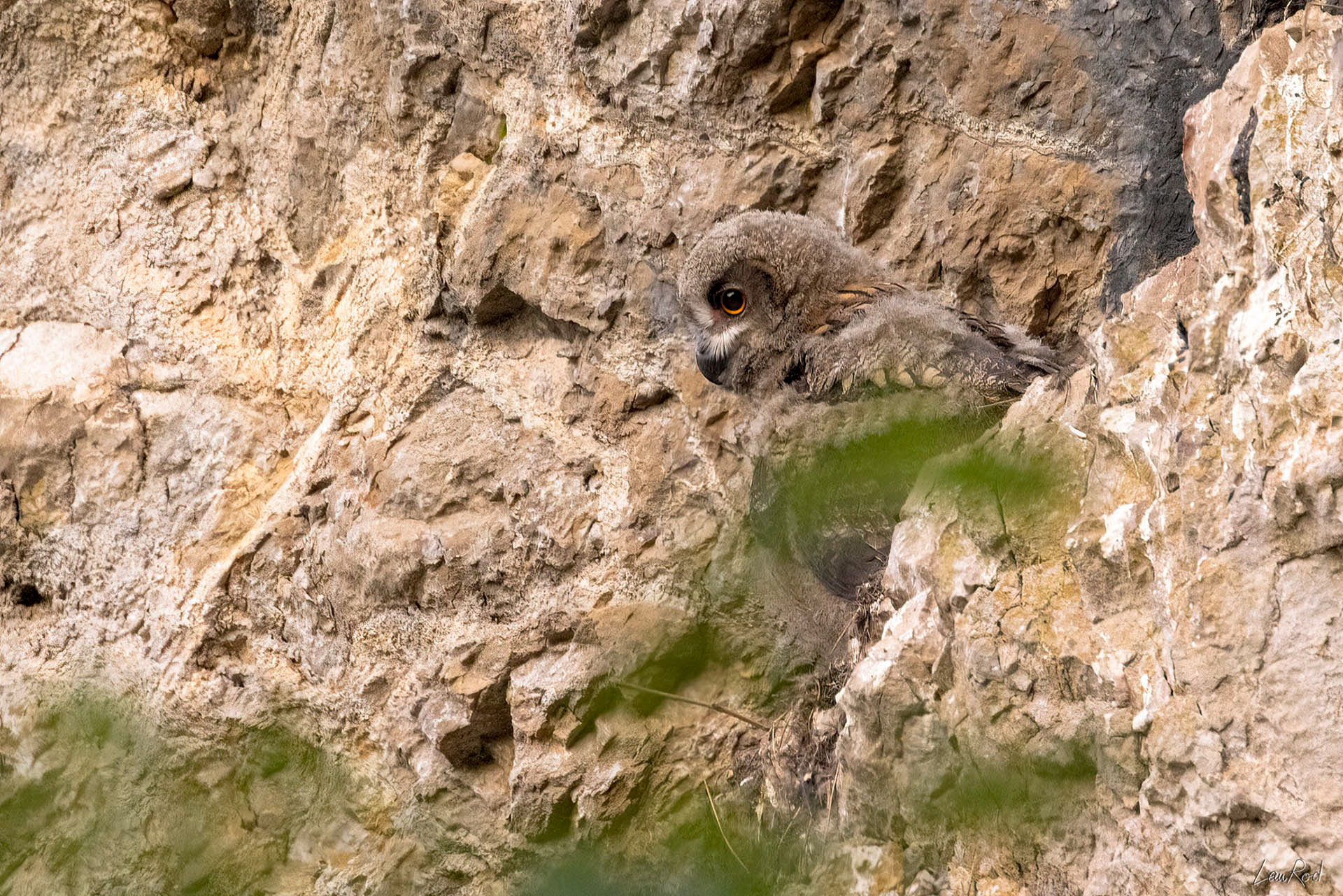 Grand duc jeune - OBJ092