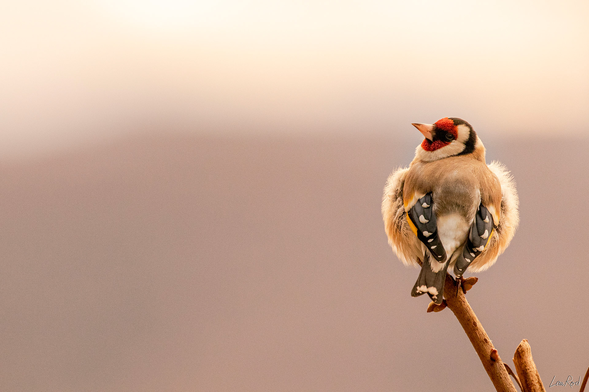 Chardonneret élégant - OBJ068