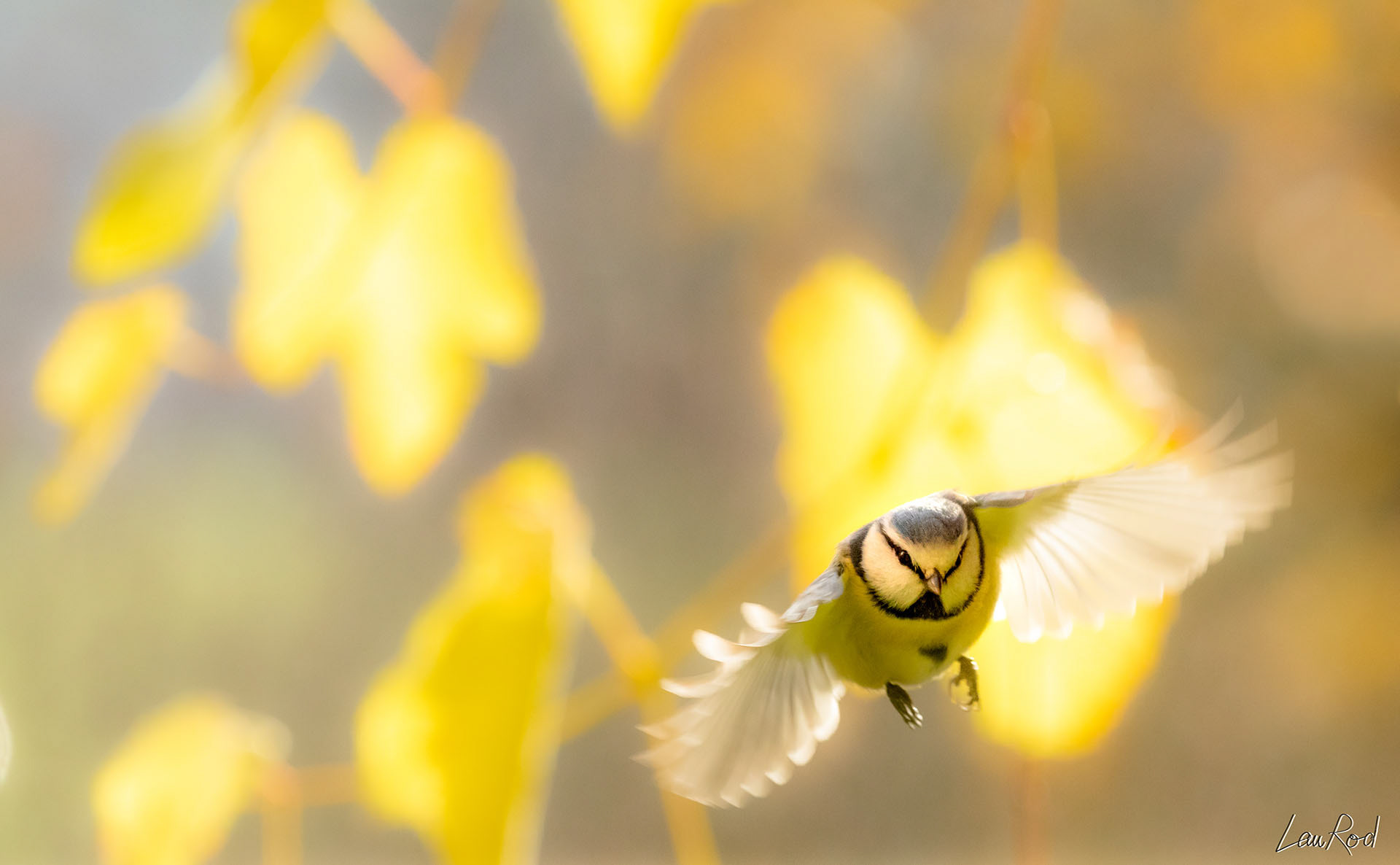 Mésange bleue - OBJ043