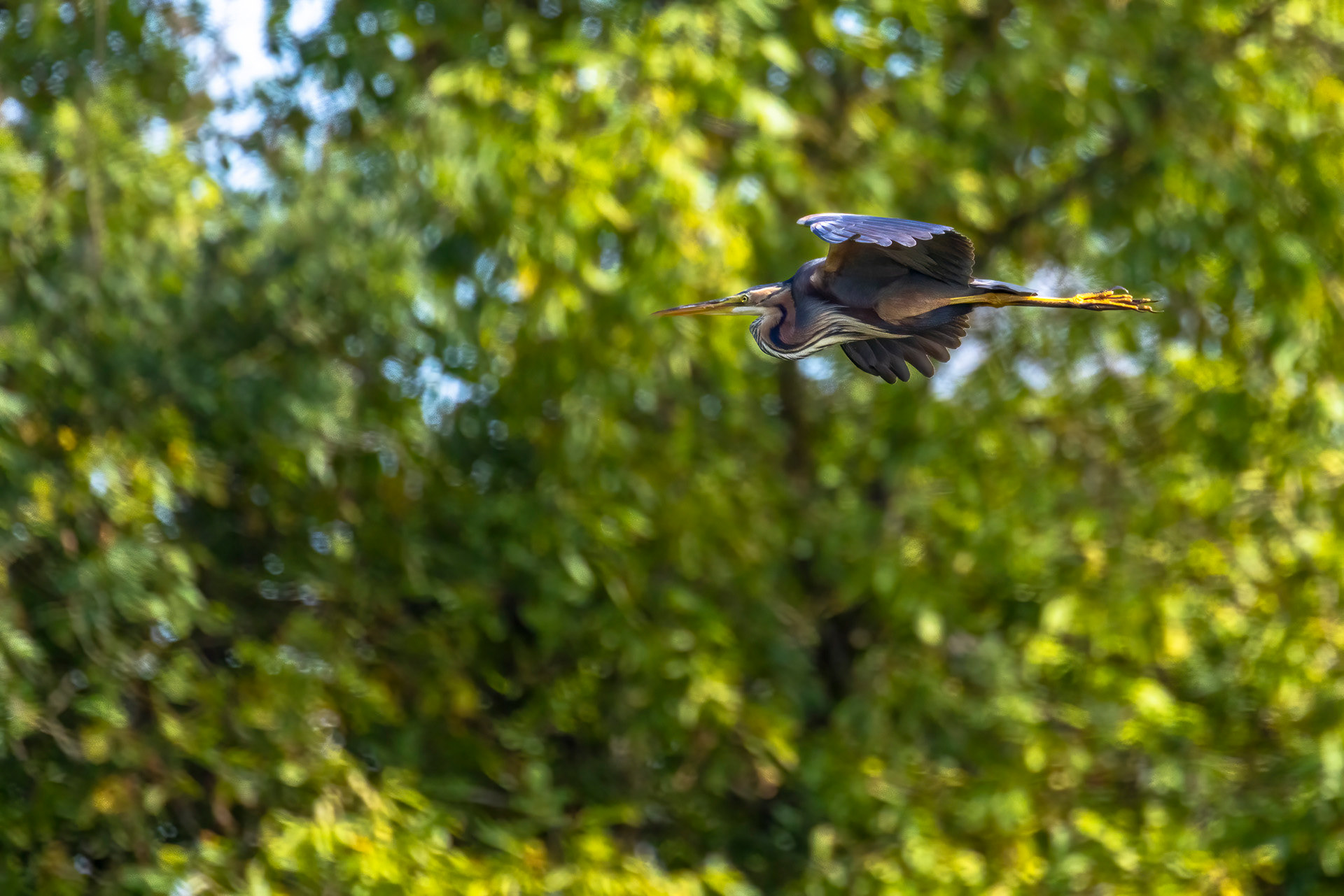 Héron pourpré - OE 075