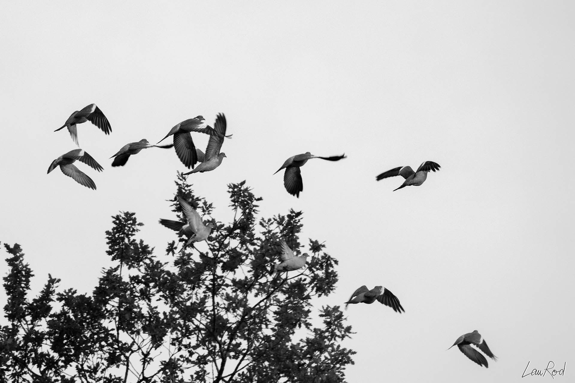 Pigeon ramier - OBJ033