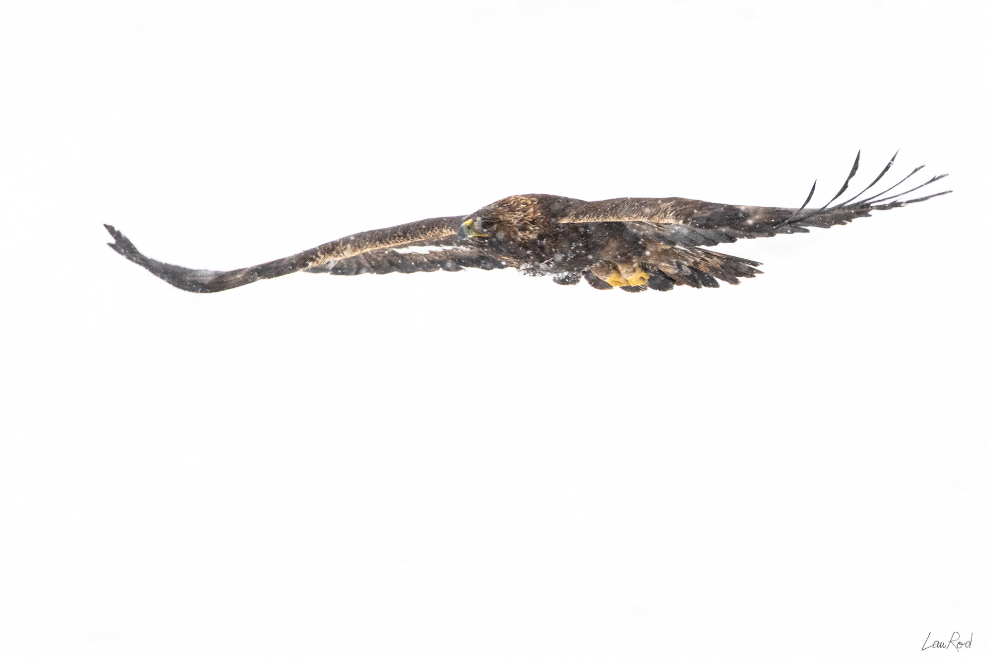 Aigle royal - OBJ103