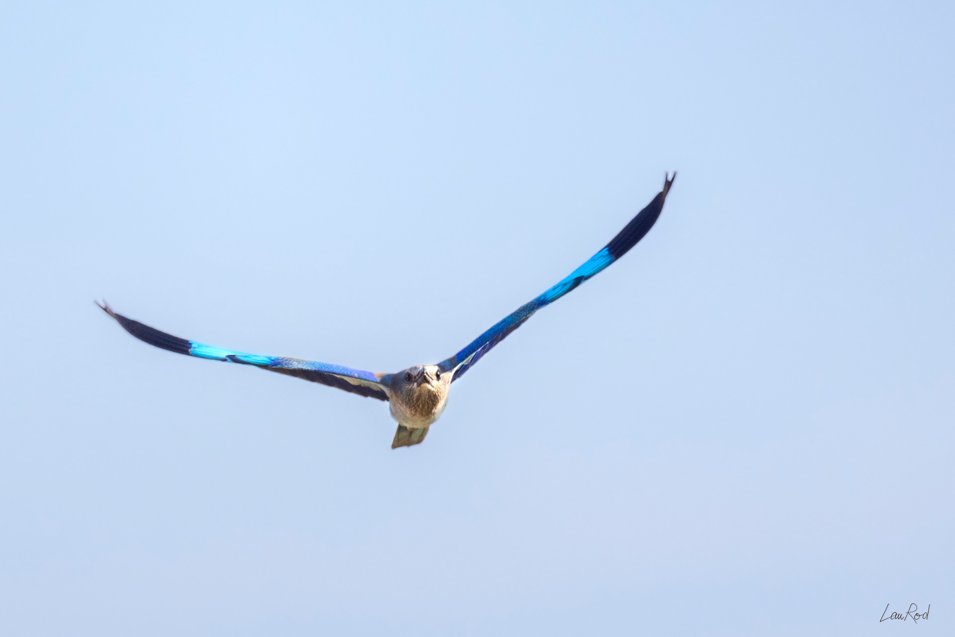 Rollier d'Europe - OBJ118