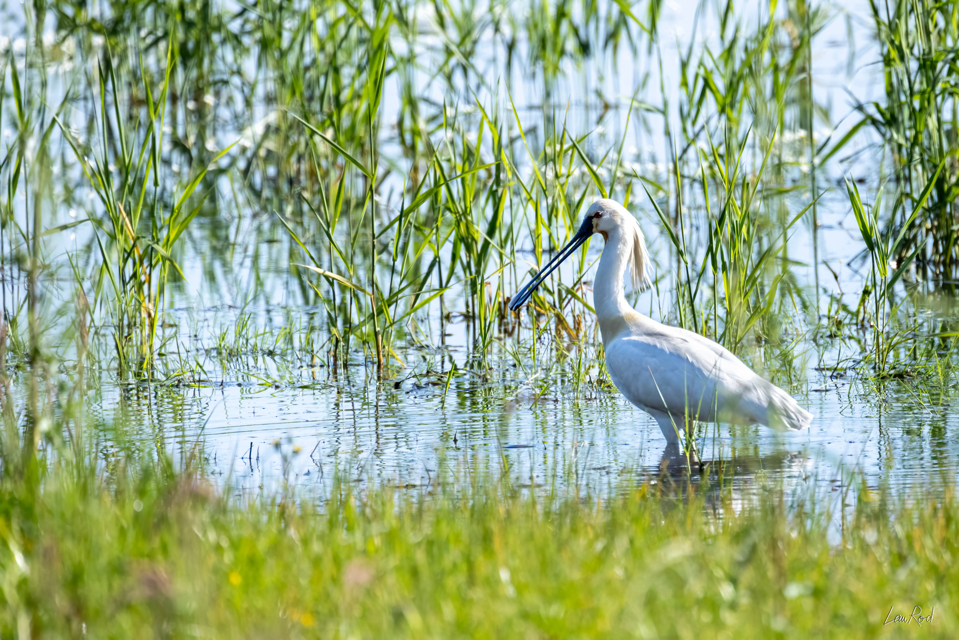 Spatule blanche - OE125