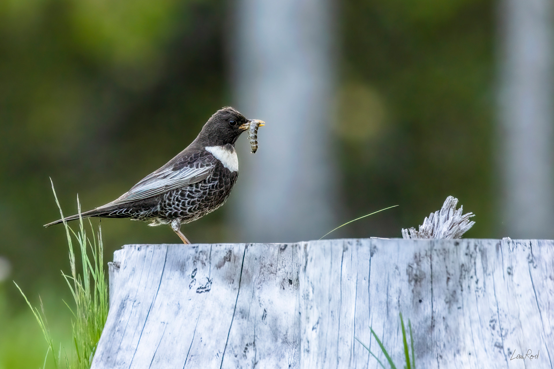 Merle à plastron blanc - OBJ140