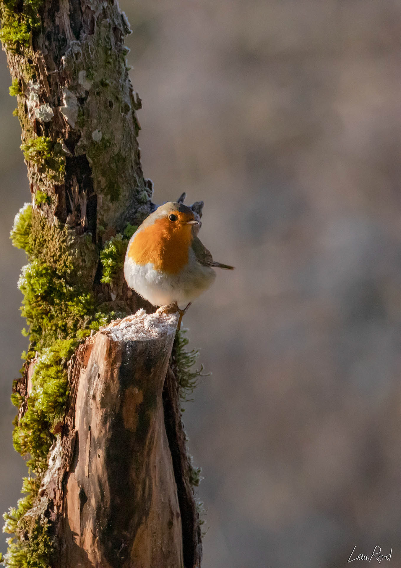 Rouge-gorge - OBJ005