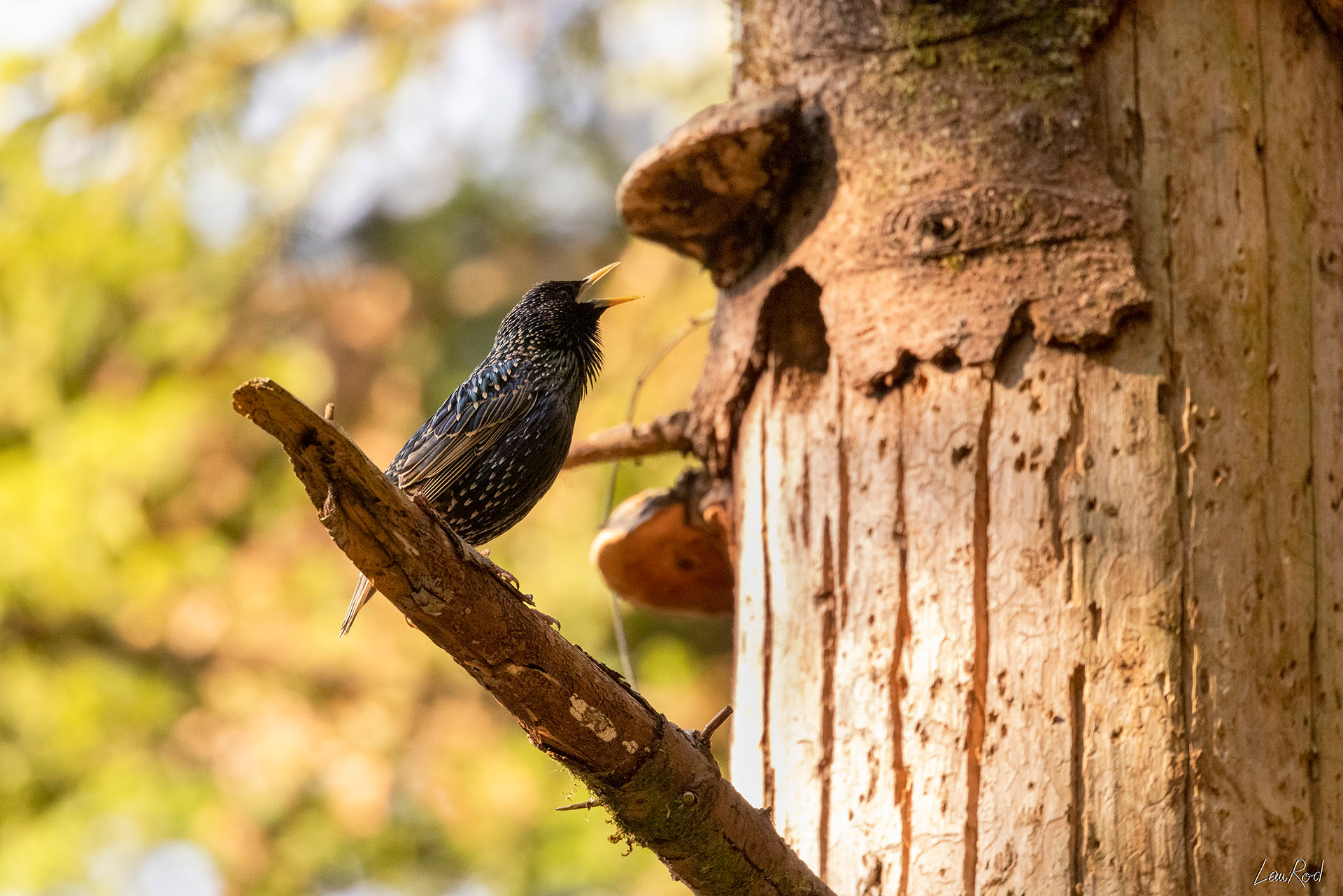 Étourneau sansonnet - OBJ079