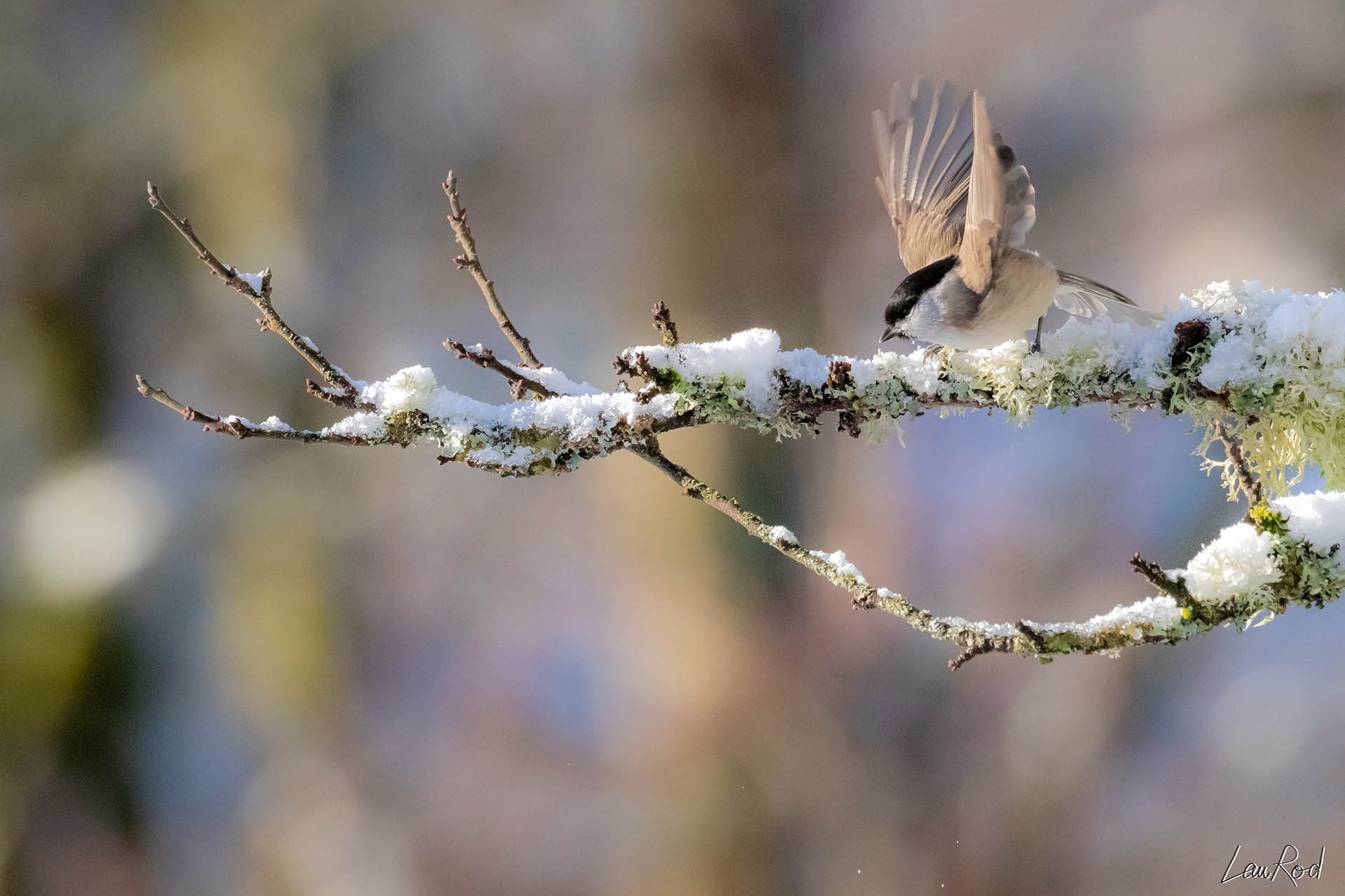 Mésange nonette - OBJ007