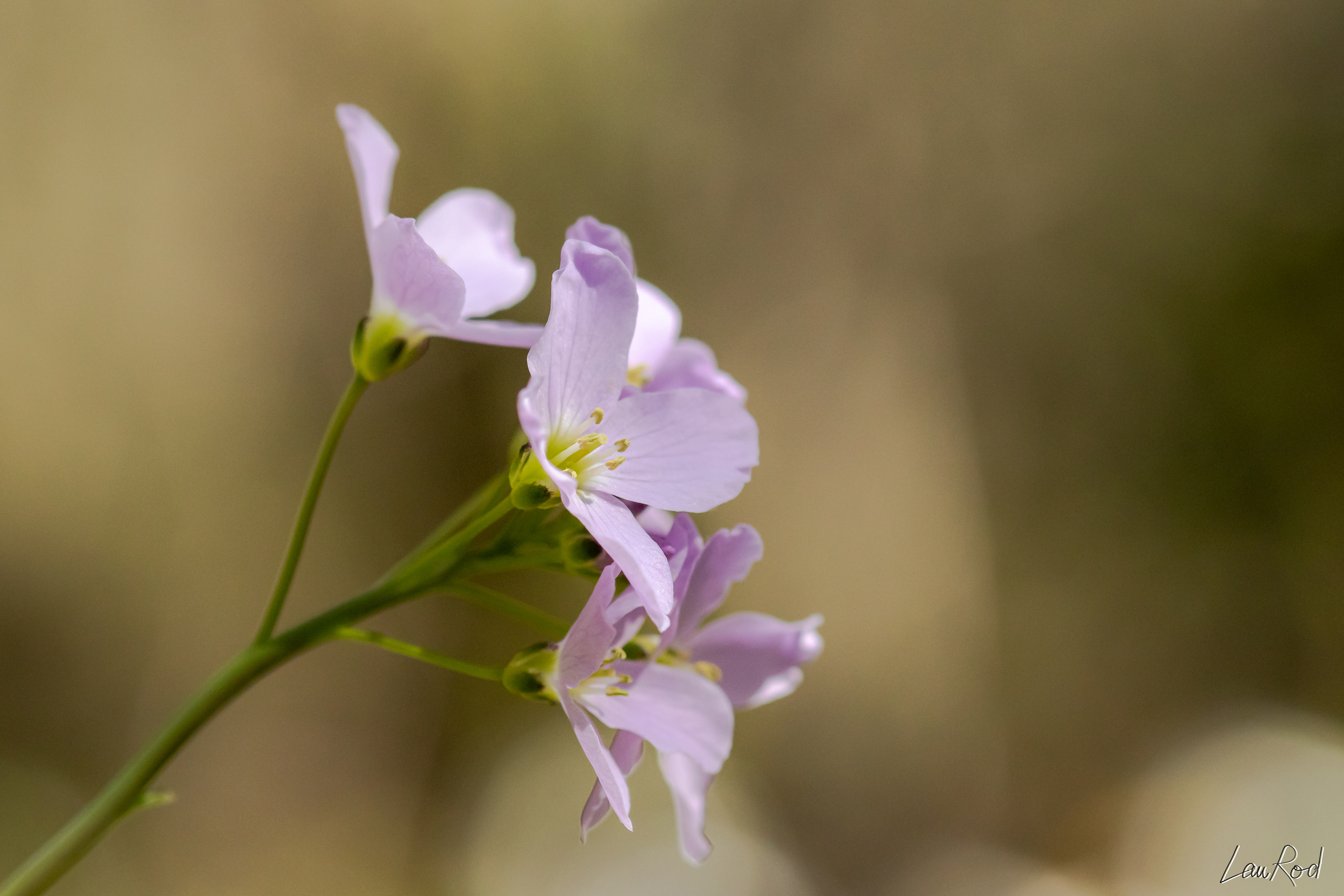Cardamine des près - F027