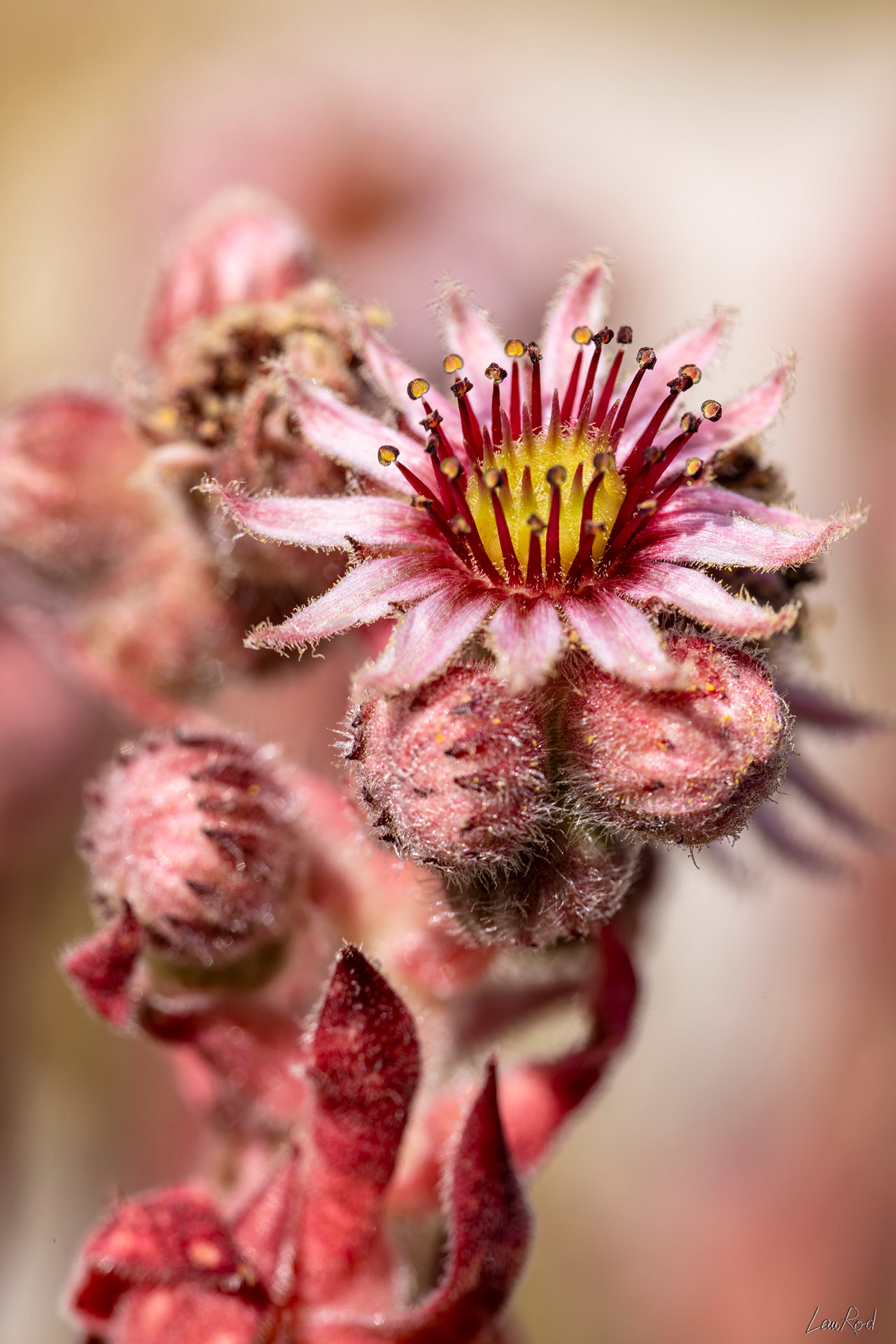 Joubarbe des montagnes - DHJ050Bis