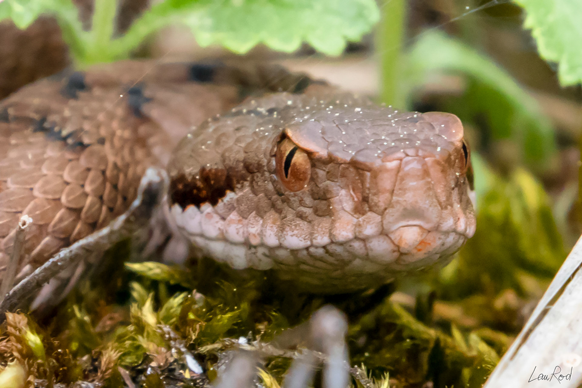 Vipère aspic - DHJ022