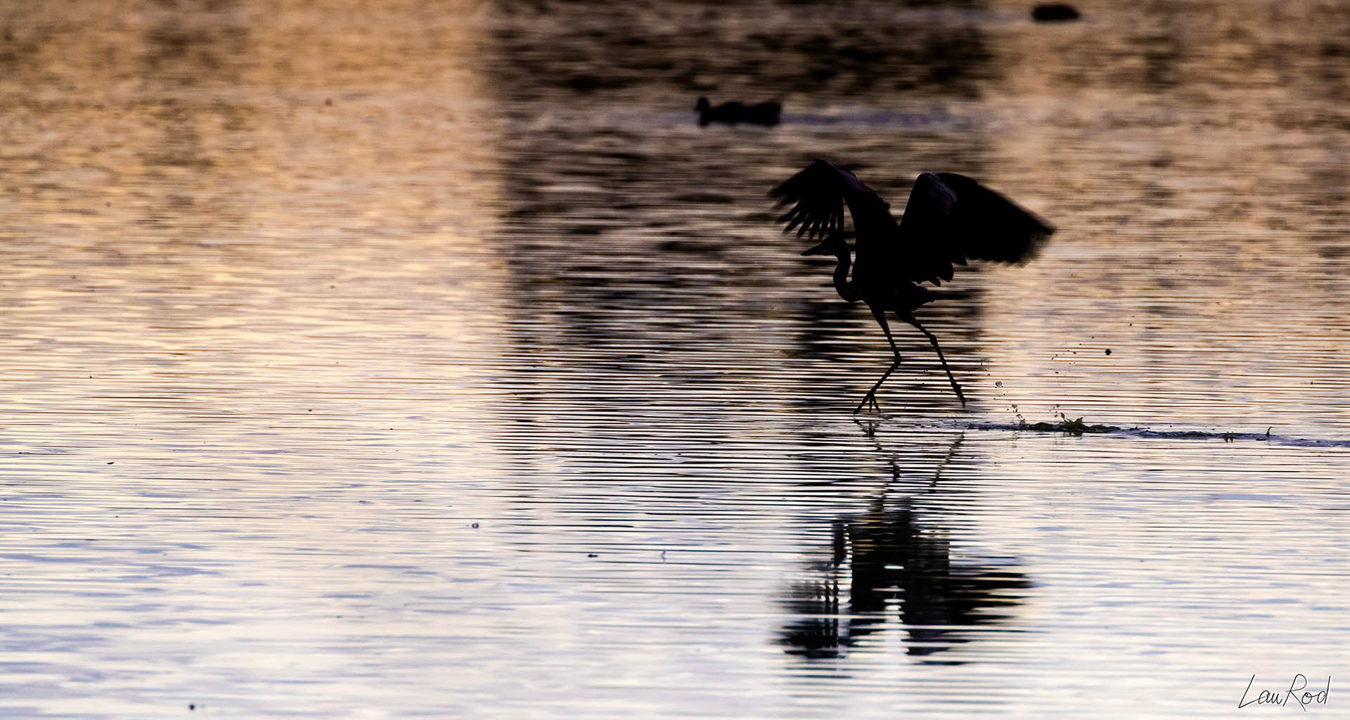 Héron cendré - OE 013