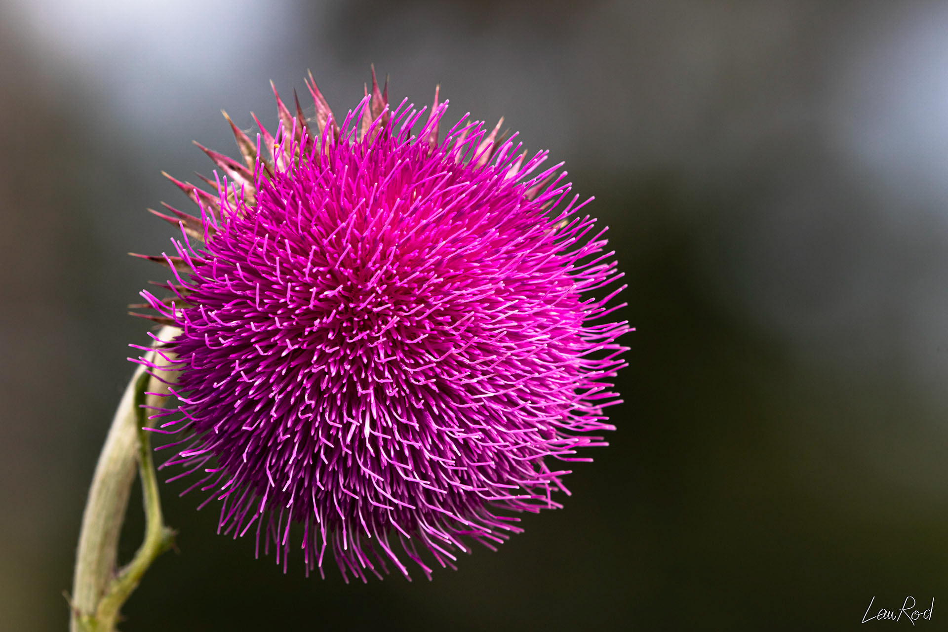 Chardon penché - F054