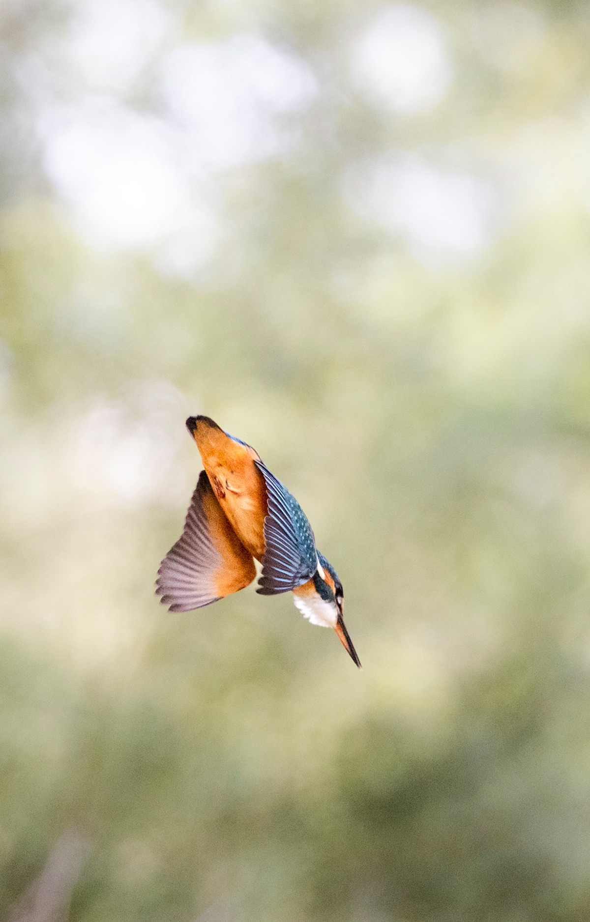 Martin pêcheur - OE 090