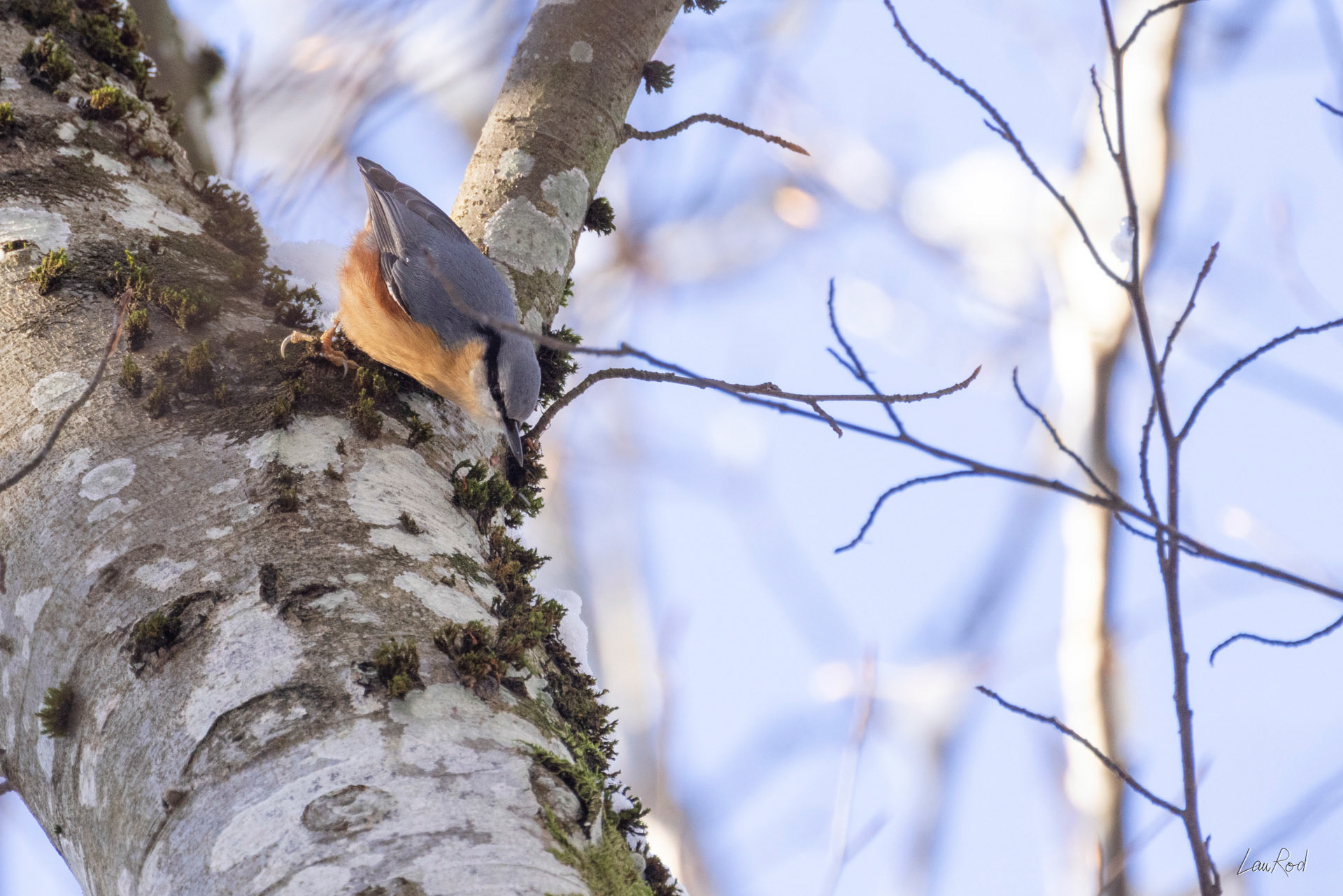 Sitelle torchepot - OBJ125