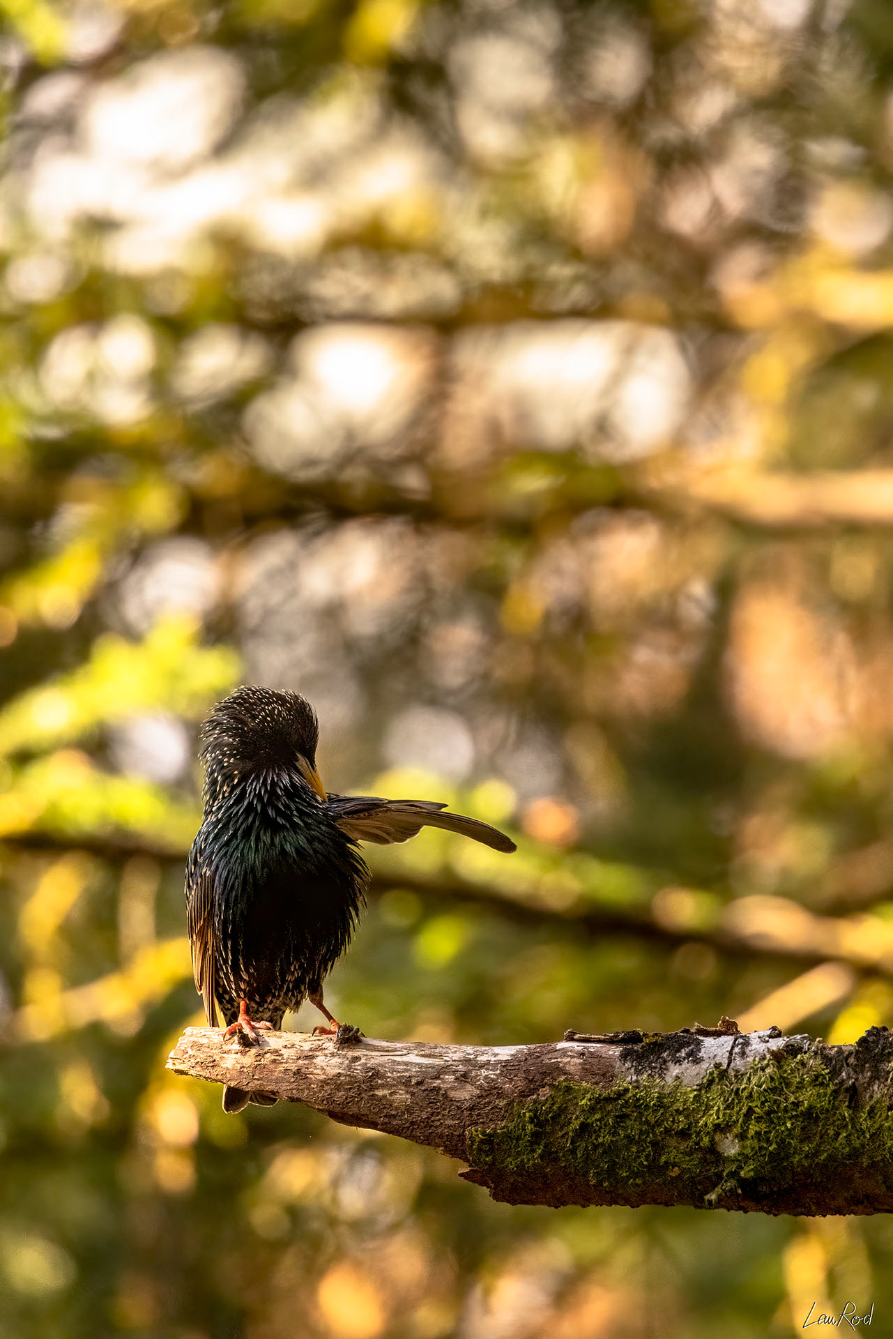 Étourneau sansonnet - OBJ080